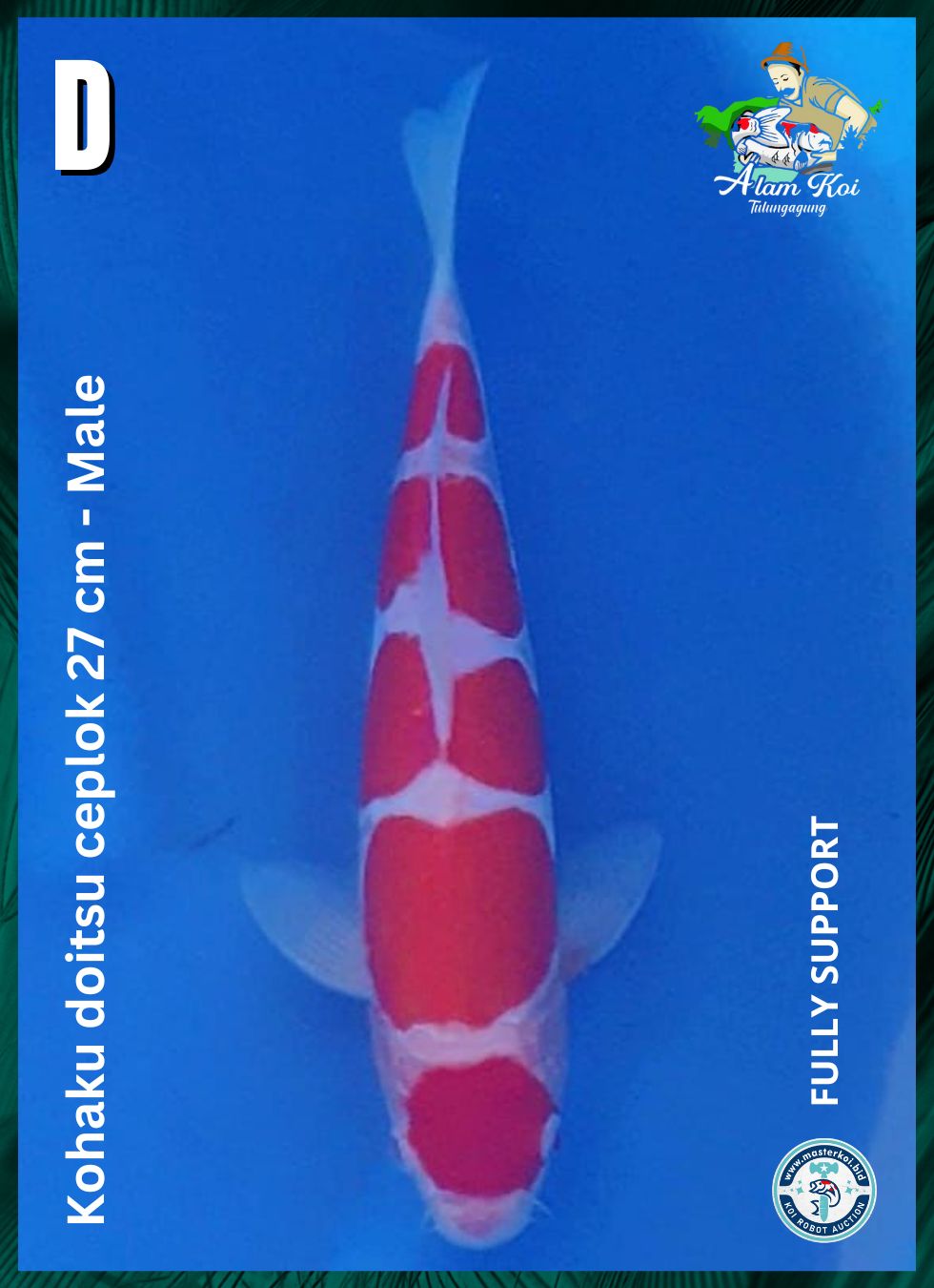 KOHAKU DOITSU CEPLOK 27cm