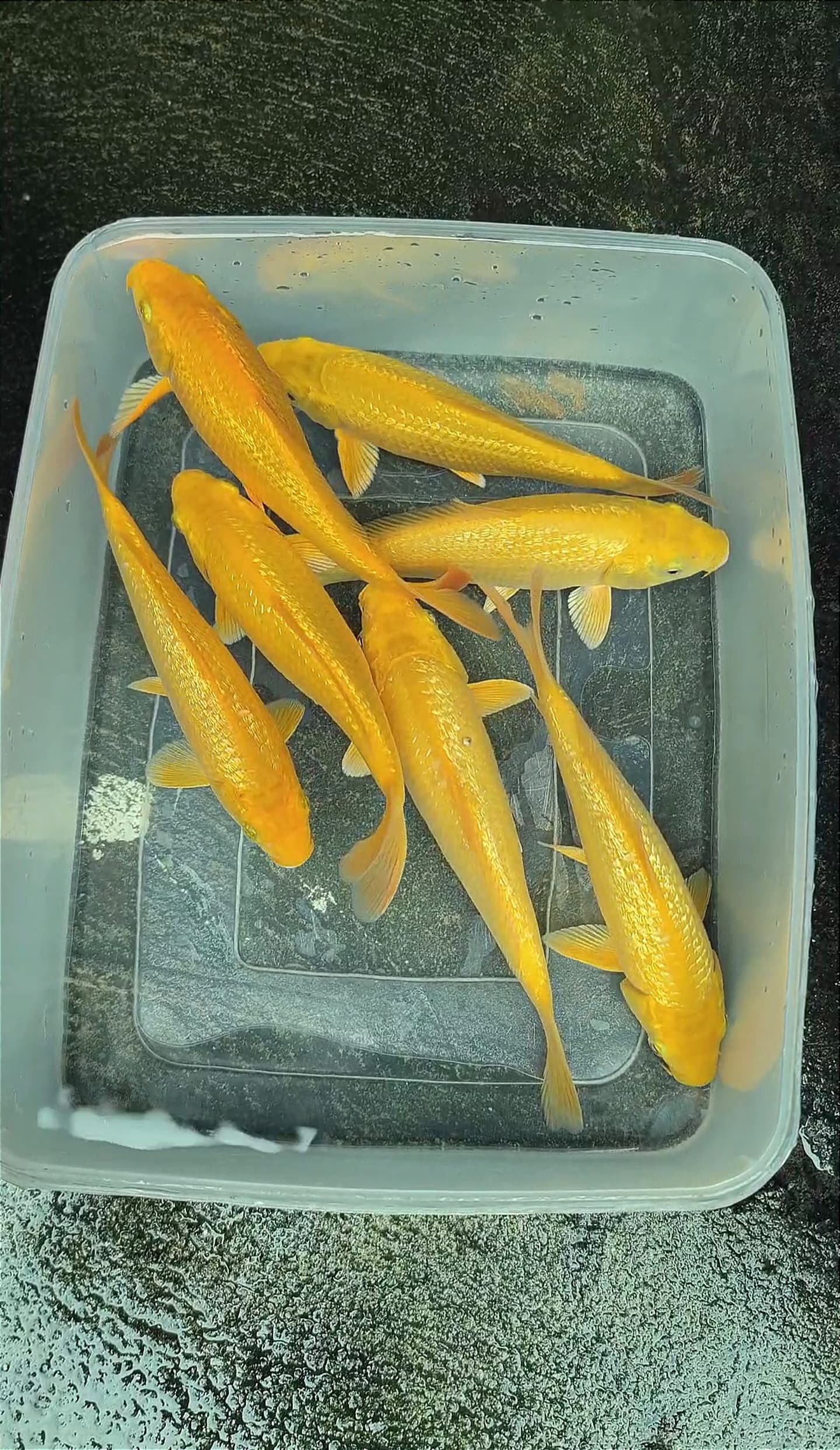 KARASI GINRIN 23 25cm