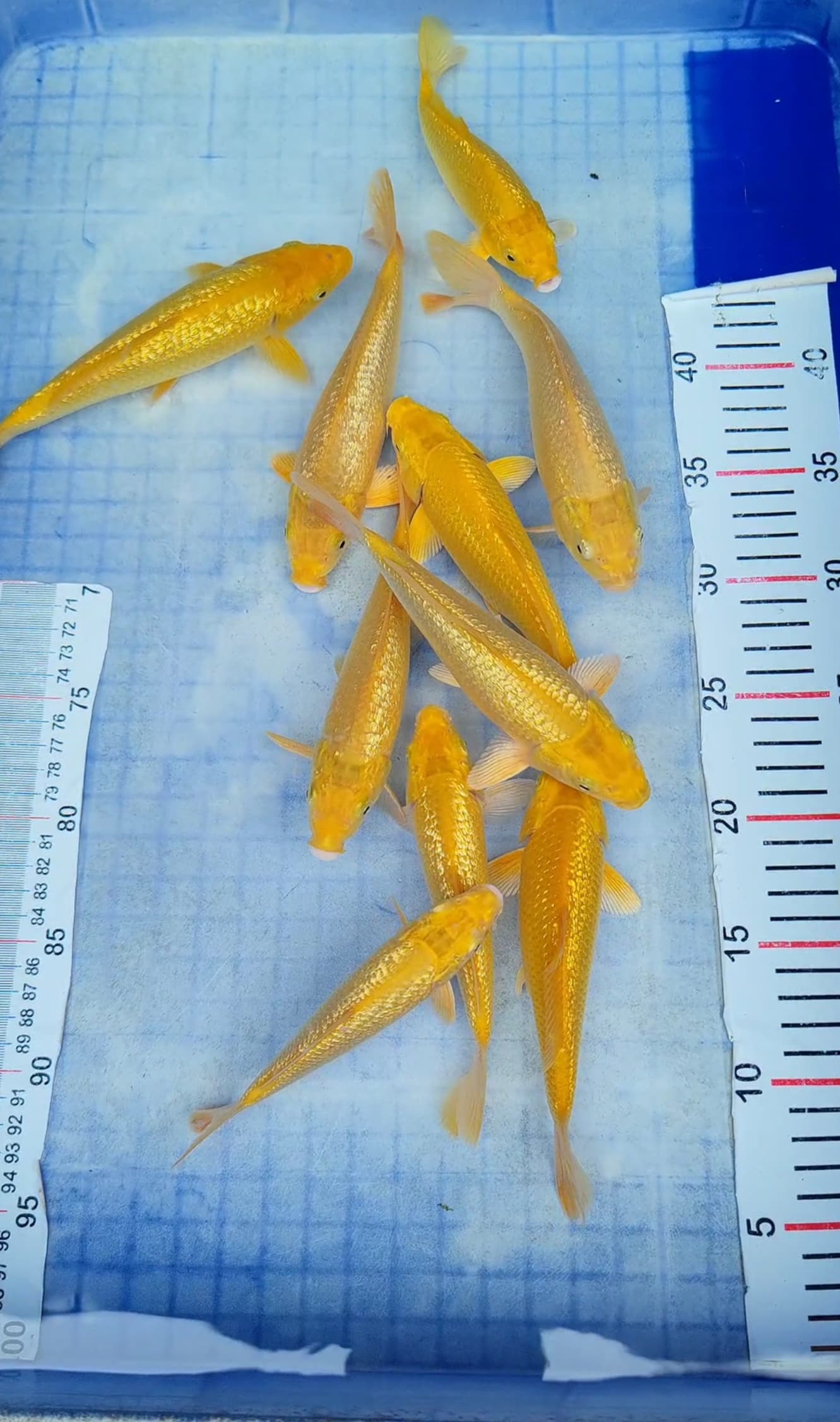 KARASI 15 20cm