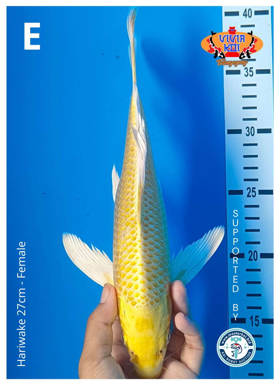 HARIWAKE 27cm
