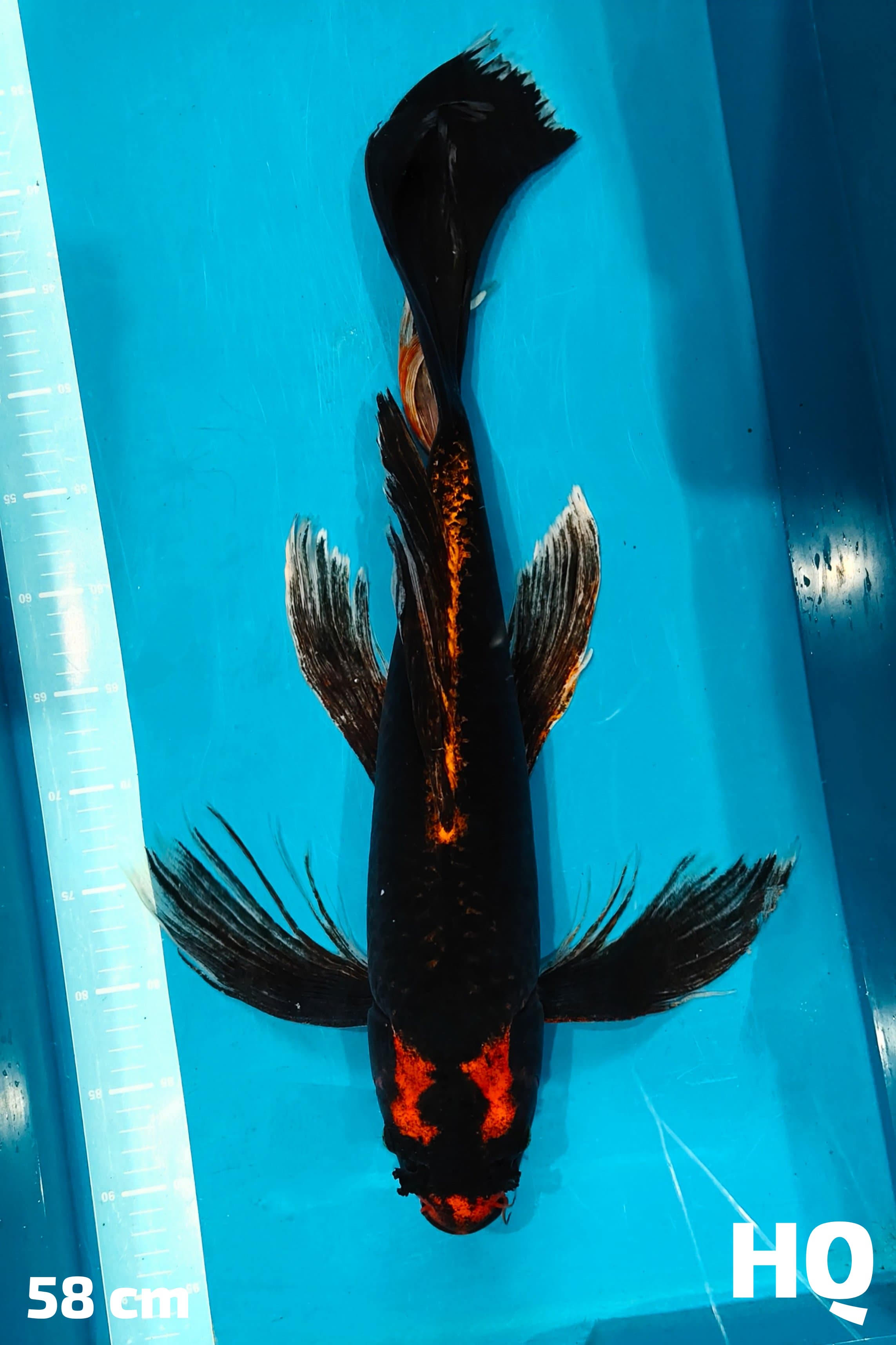 KUMPAY KABUTO JUMBO SUPER GONDRONG HQ 58cm