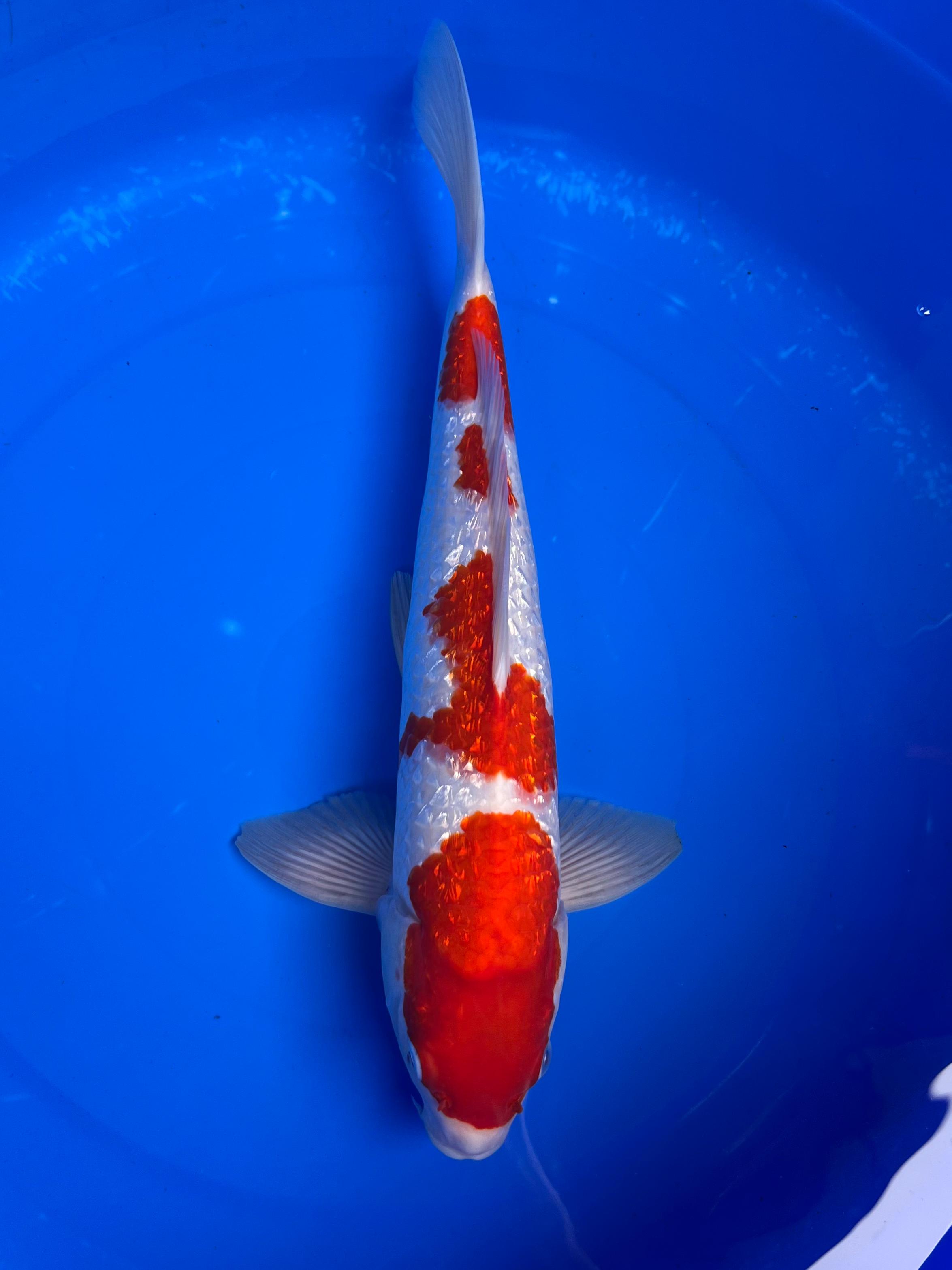 KOHAKU GINRIN MERAH STRONG 37cm