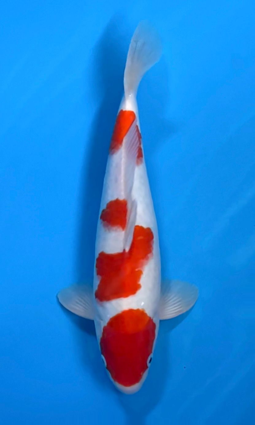 KOHAKU AKF BLOODLINE KORBAN BNR 37cm