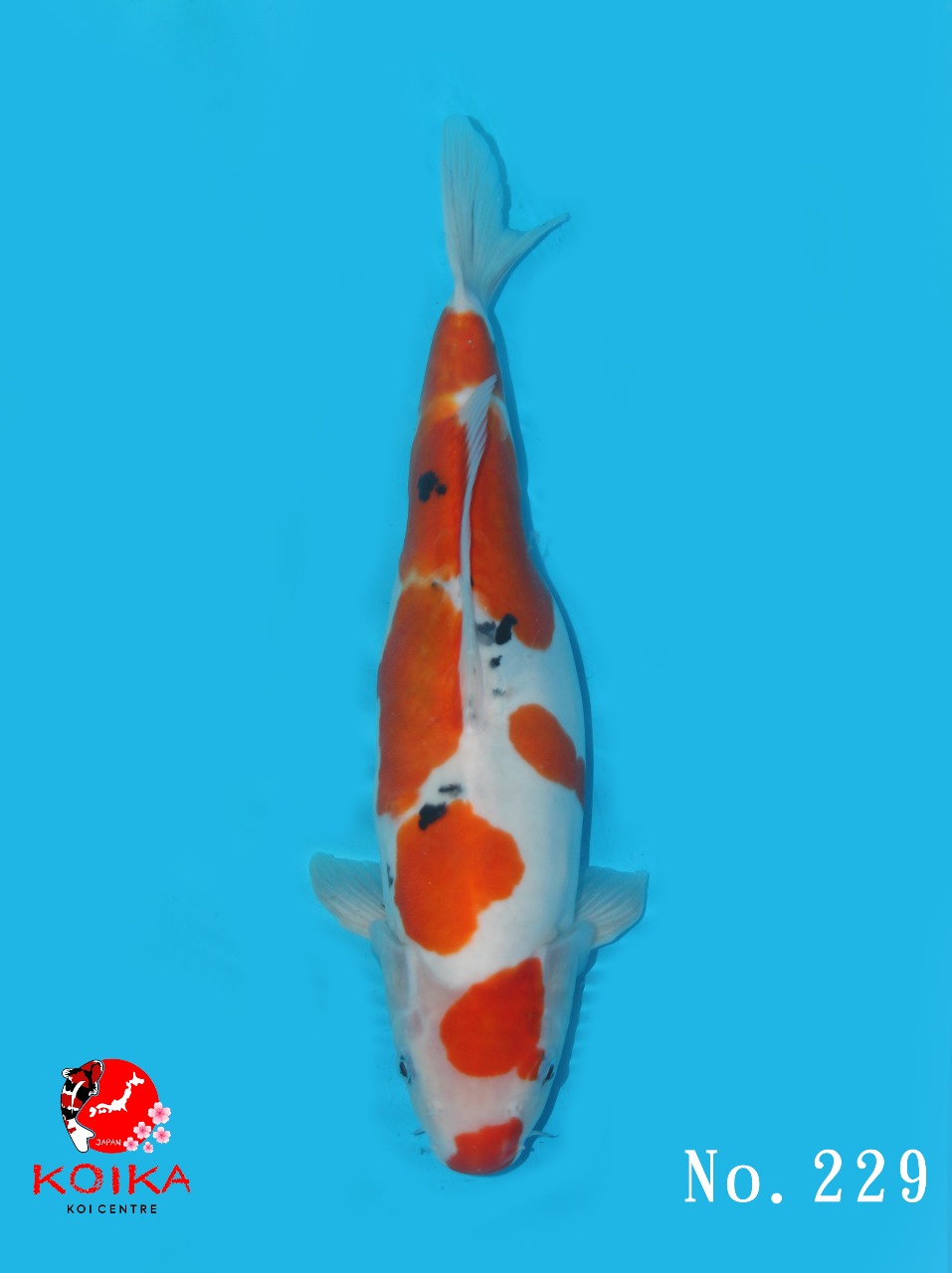 SANKE DOITSU 35cm