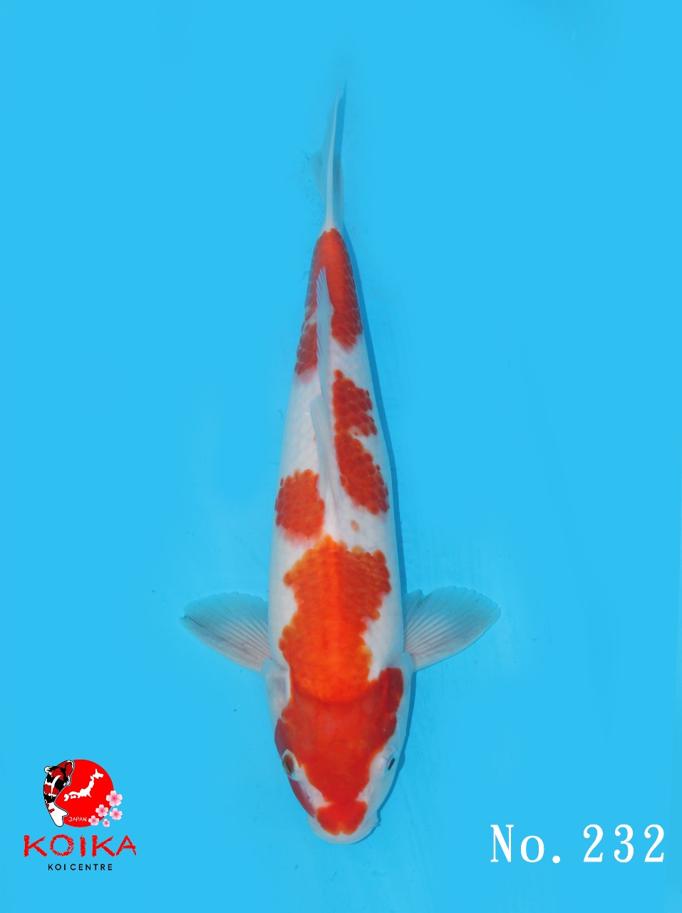 KOHAKU 33cm