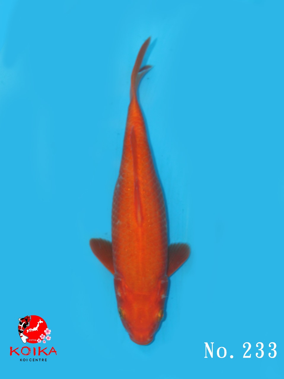 BENIGOI 27cm