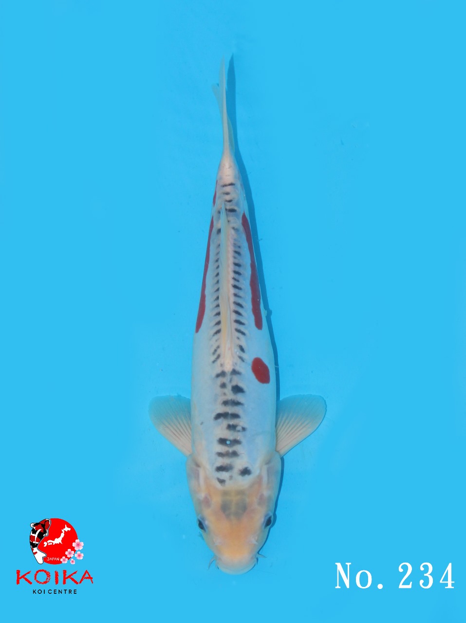 SHUSUI 30cm