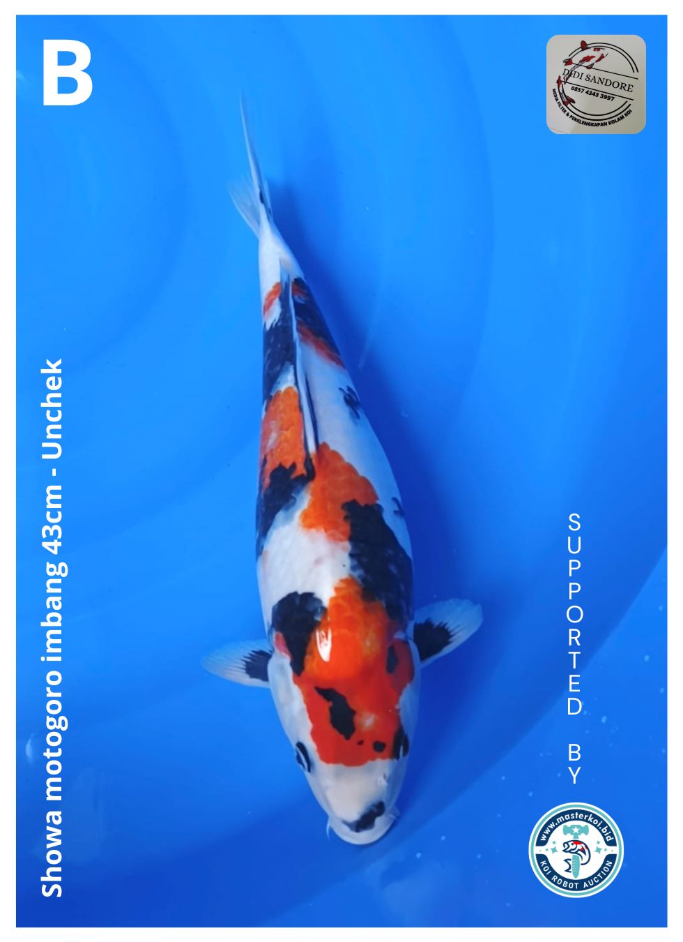 SHOWA MOTOGORO IMBANG 43cm