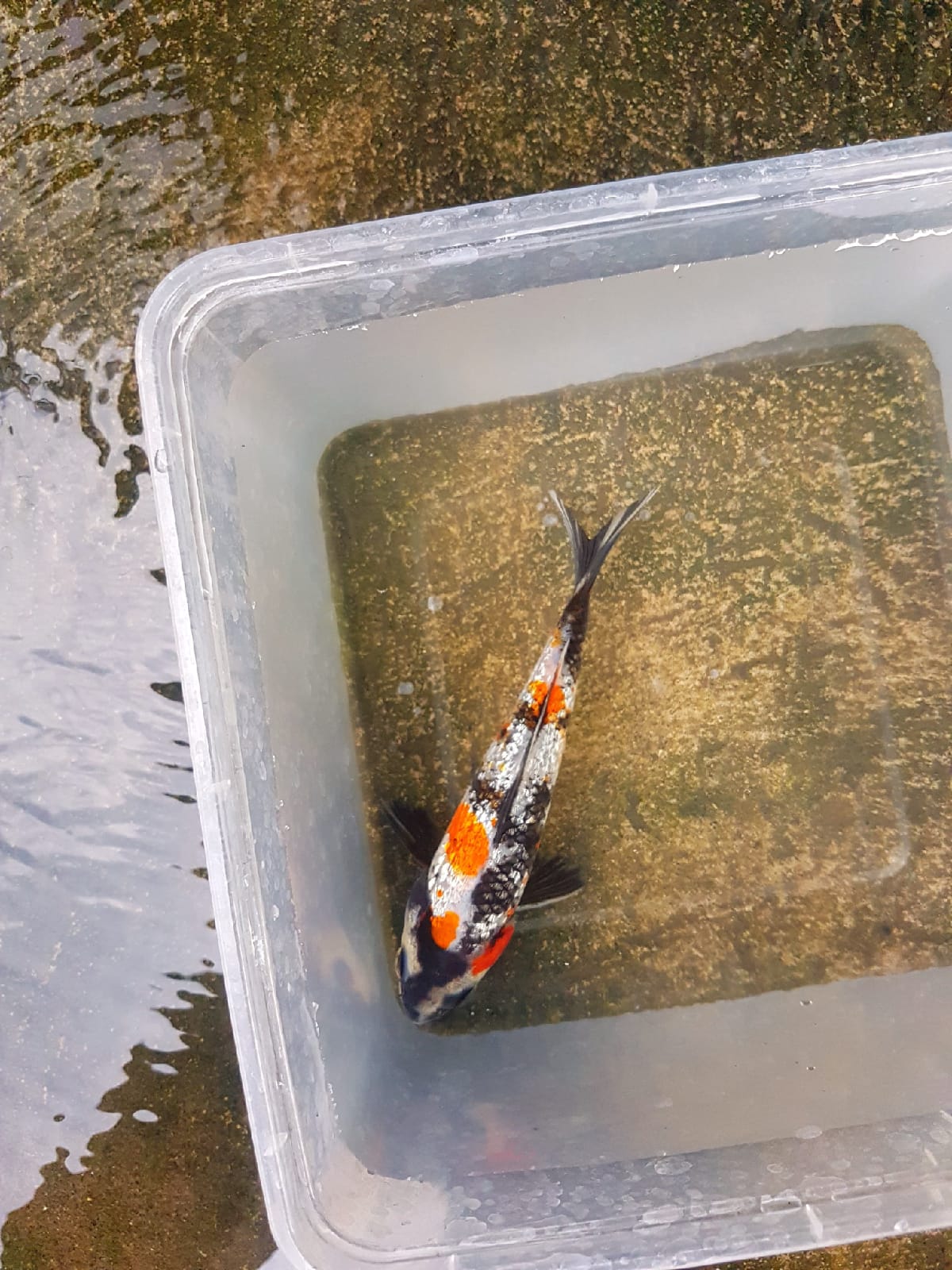 KINDAI SHOWA FULL GINRIN ORIGINAL 15cm