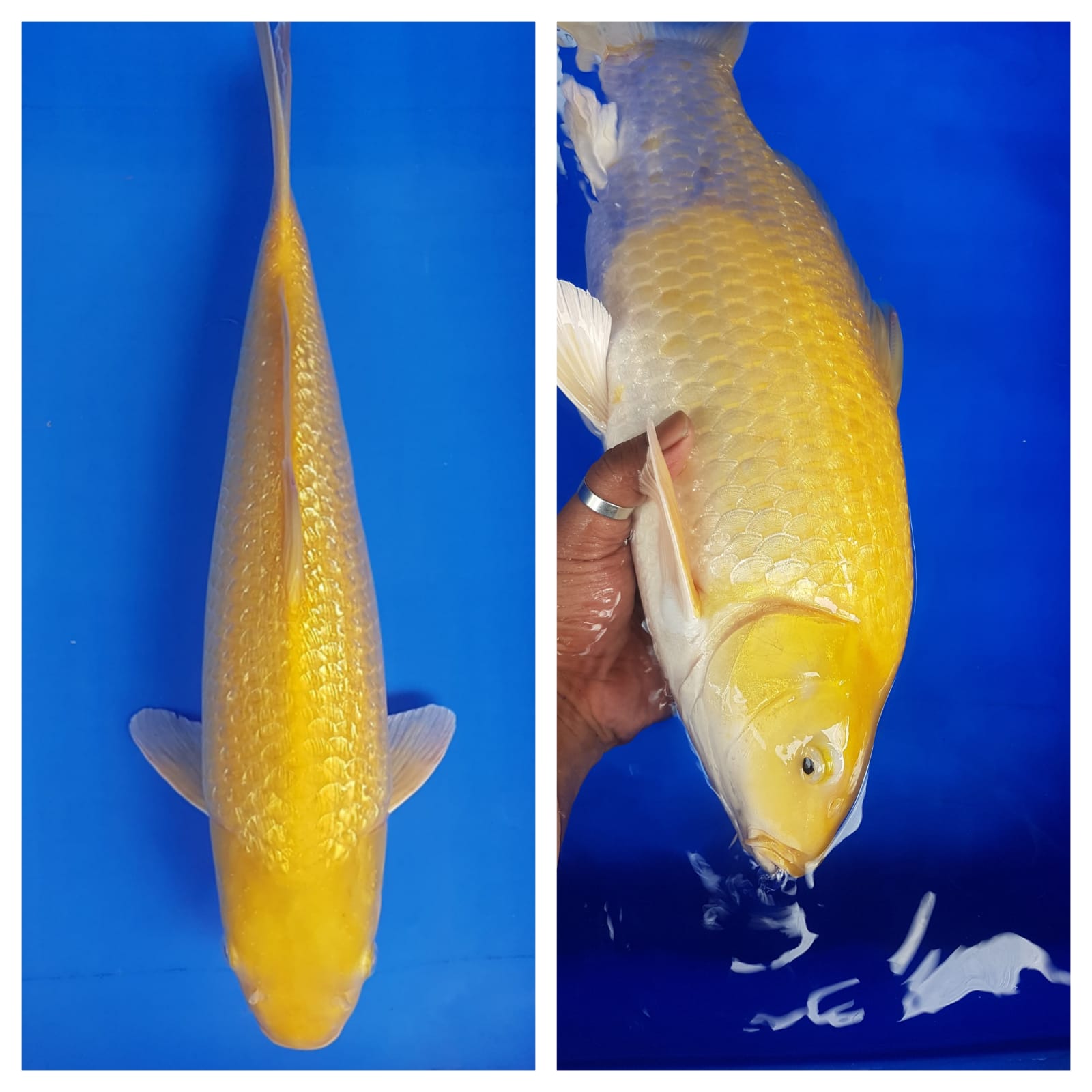 KARASI LEMON FULL GINRIN MATA MERAH MUNUK 46cm