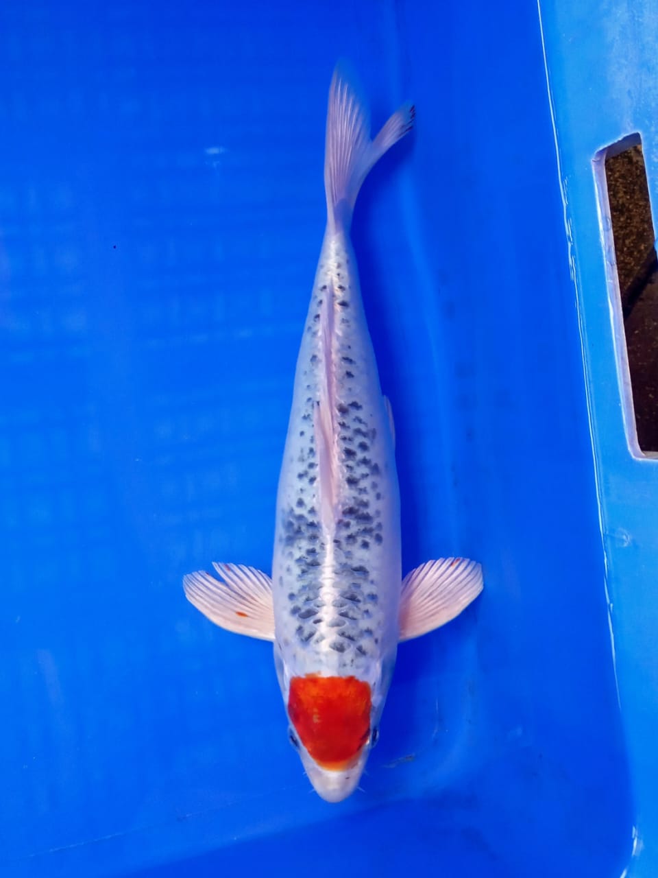 TANCHO KUJAKU 28cm