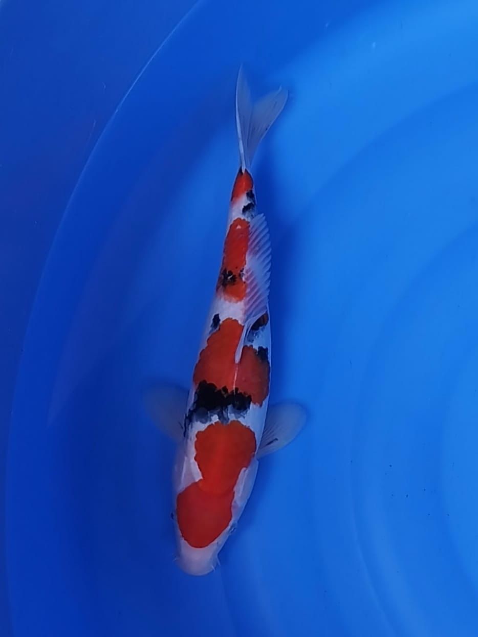 SANKE SISIK 36cm