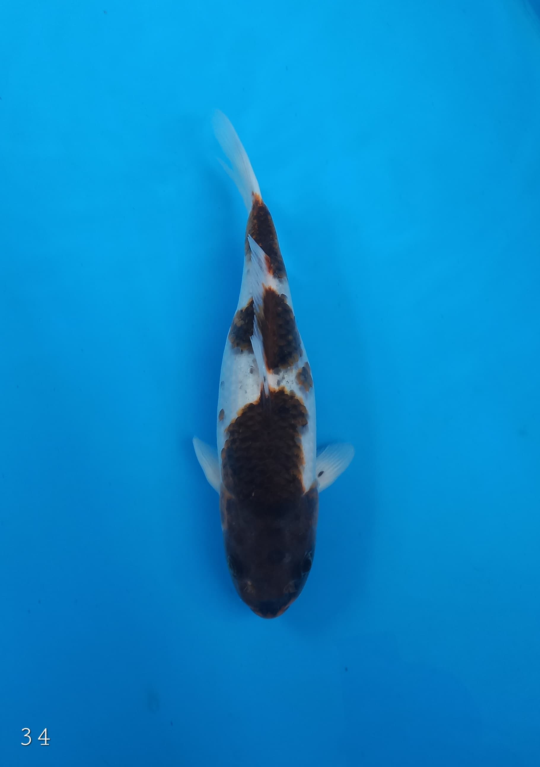 GOROMO 34cm