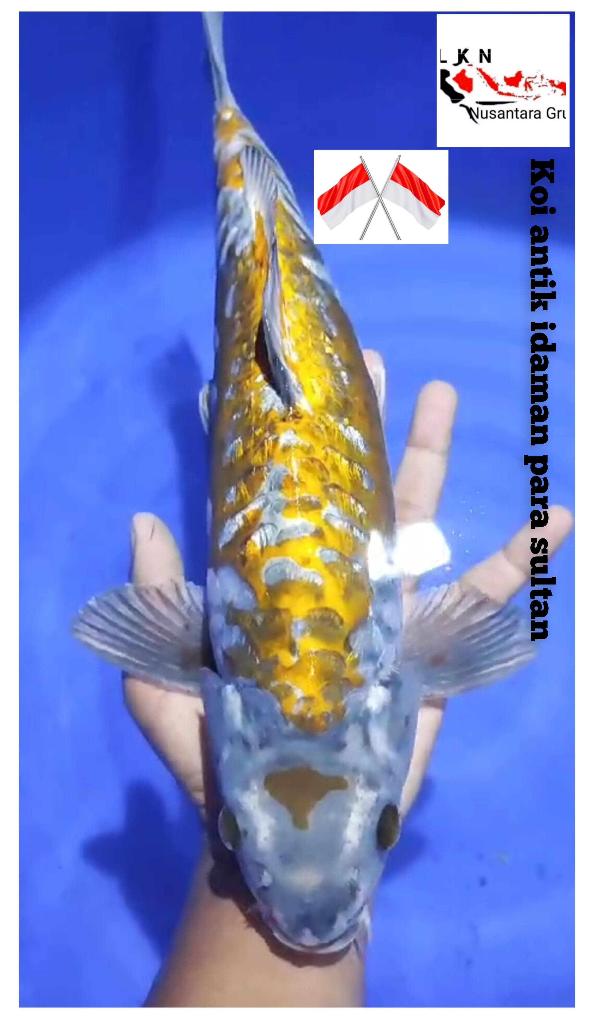 SUPER KOI ANTIK IDAMAN PARA SULTAN ISTIMEWA PUNUK LOKASI IKAN DI BLITAR 43cm