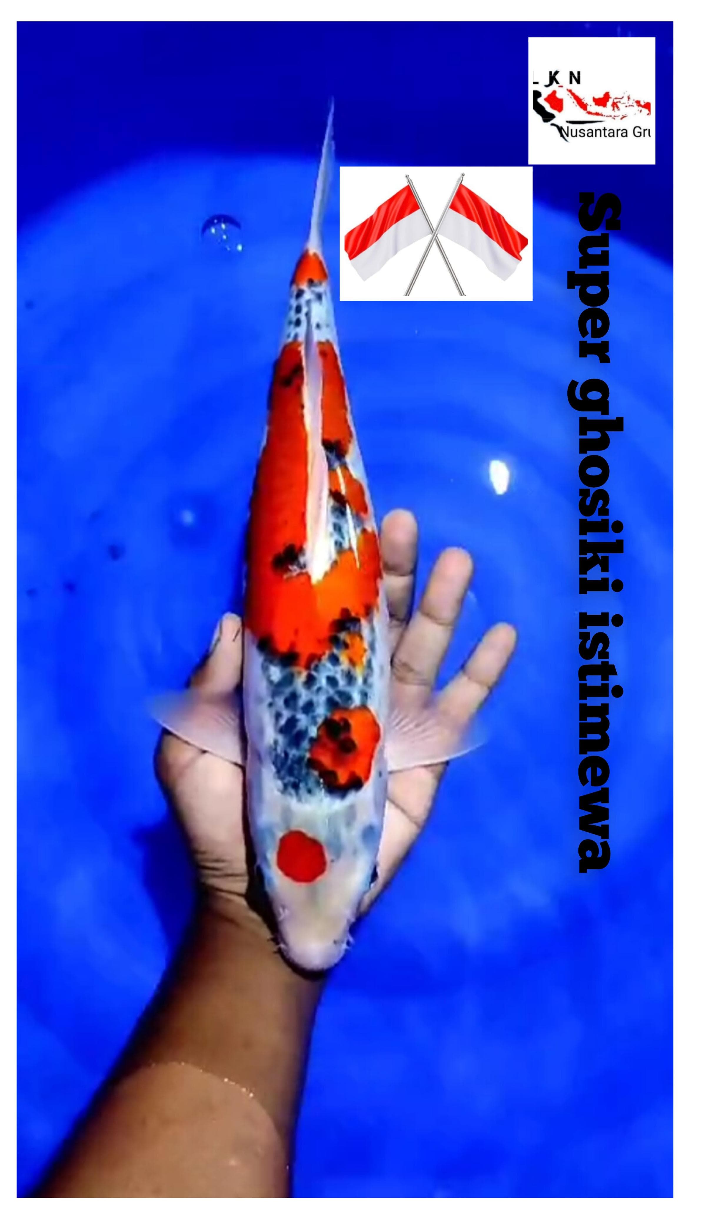 SUPER GHOSIKI MALE ISTIMEWA CALON MM MONSTER KOLAM LOKASI IKAN DI BLITAR 35cm