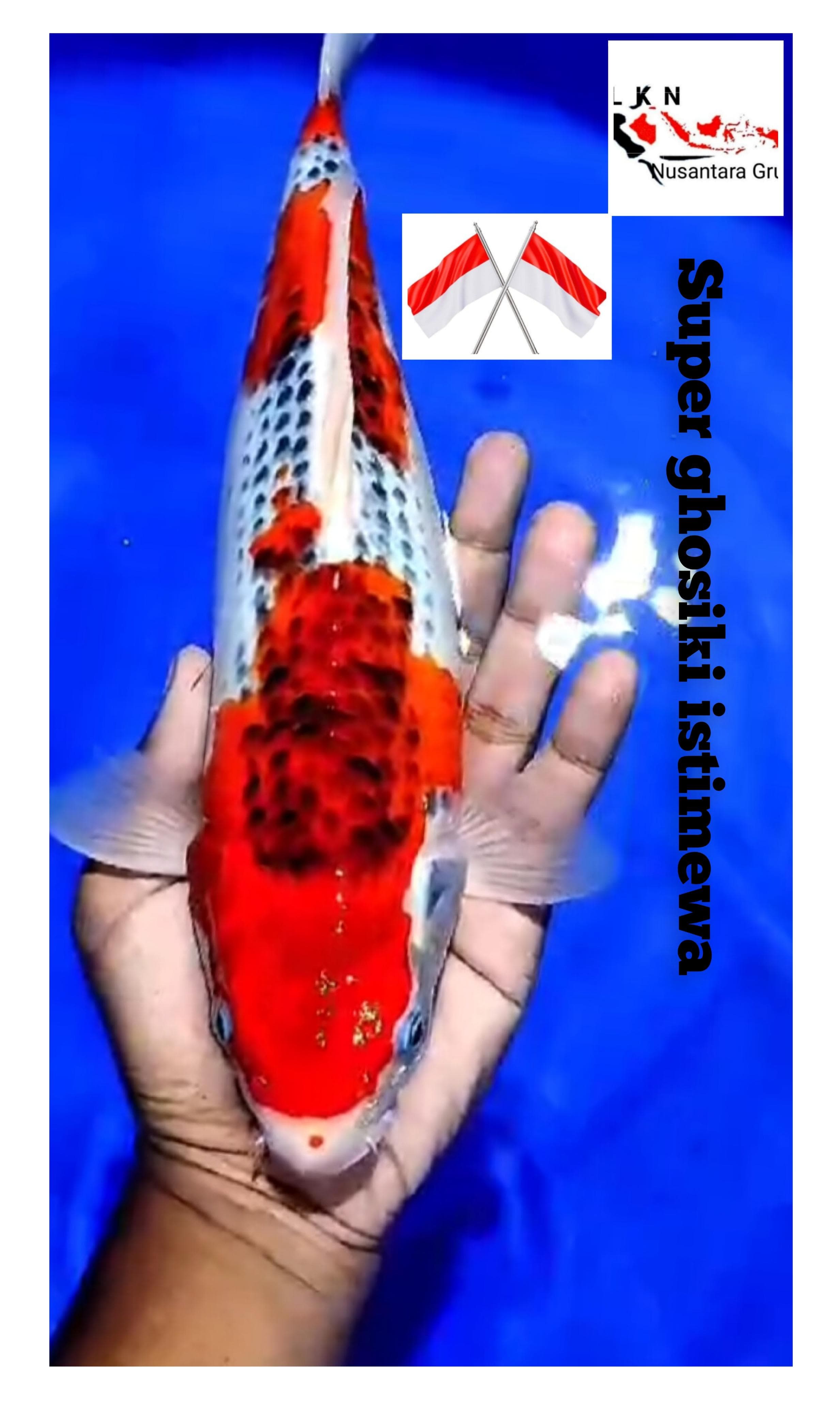 SUPER GHOSIKI ISTIMEWA MERAH STRONG LOKASI IKAN DI BLITAR 35cm