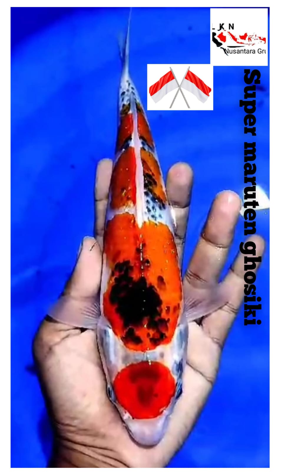 SUPER MARUTEJ GHOSIKI MALE ISTIMEWA LOKASI IKAN DI BLITAR 30cm