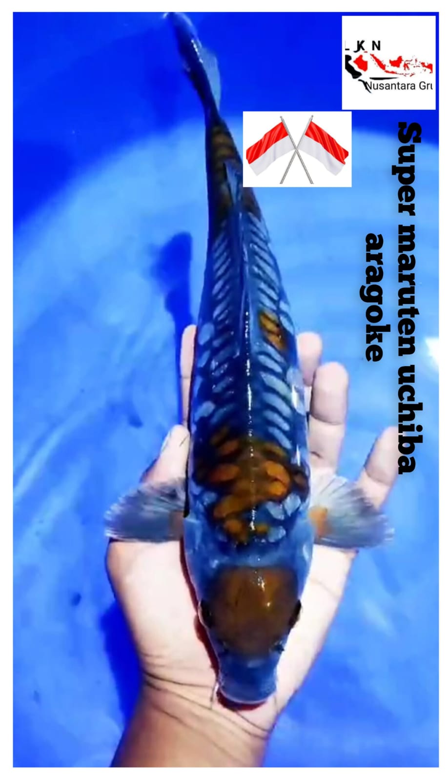 SUPER MARUTEN UCHIBA ARAGOKE MALE ISTIMEWA ISTIMEWA LOKASI IKAN DI BLITAR 35cm