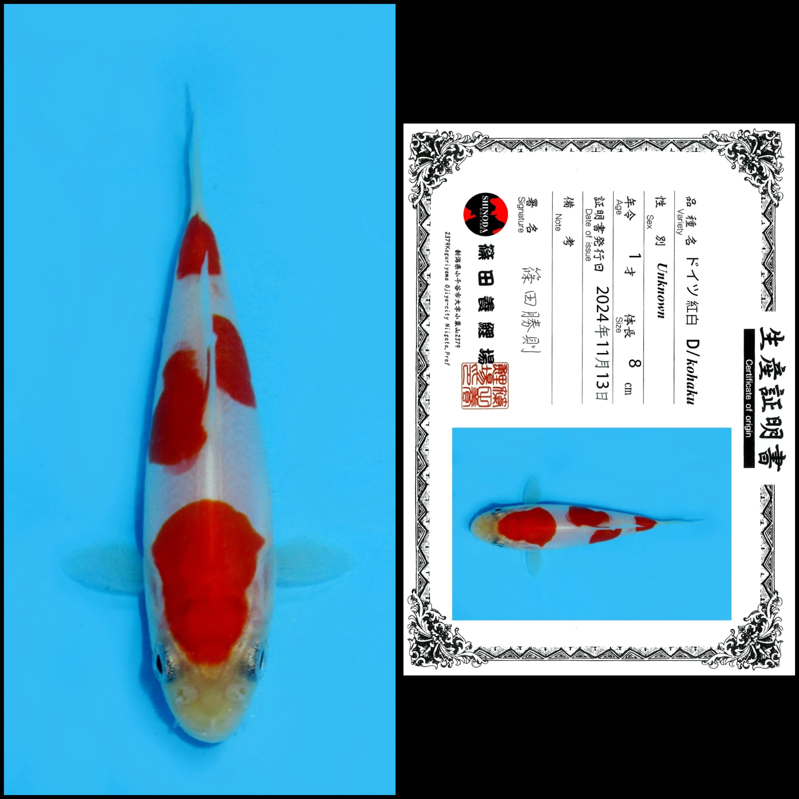 KOHAKU IMPORT SHINODA UNCHEK 10cm