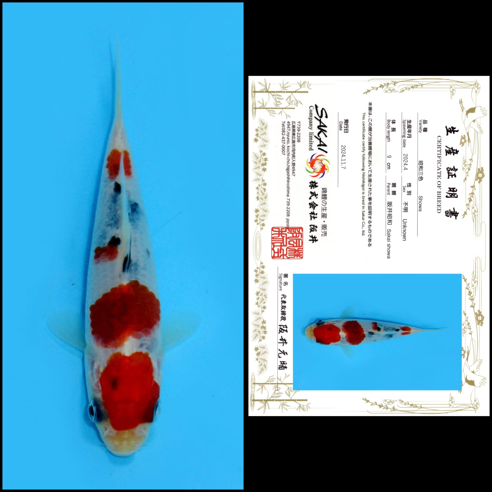 SHOWA IMPORT SAKAI UNCHEK 9cm