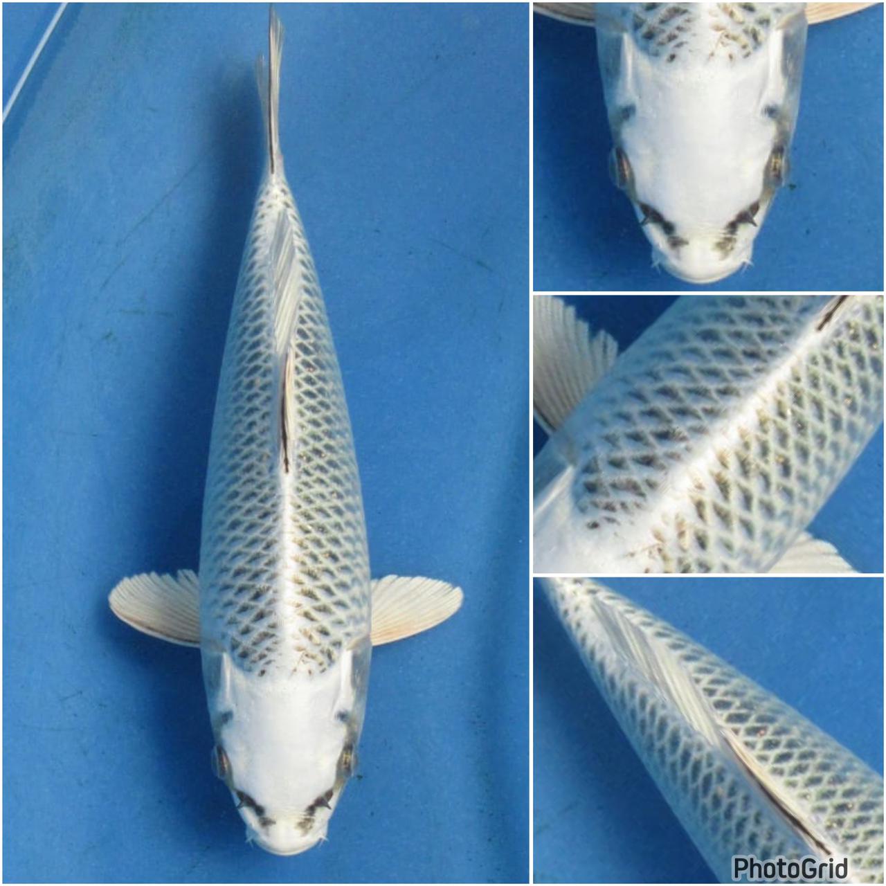 MATSUBA BLOODLINE KENEKO MALE 25cm