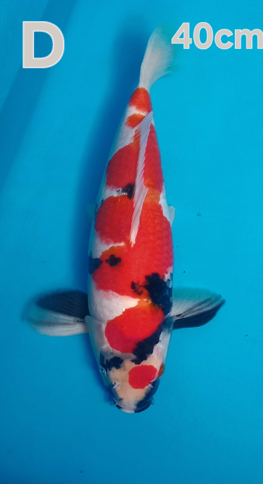 SHOWA HQ 40cm