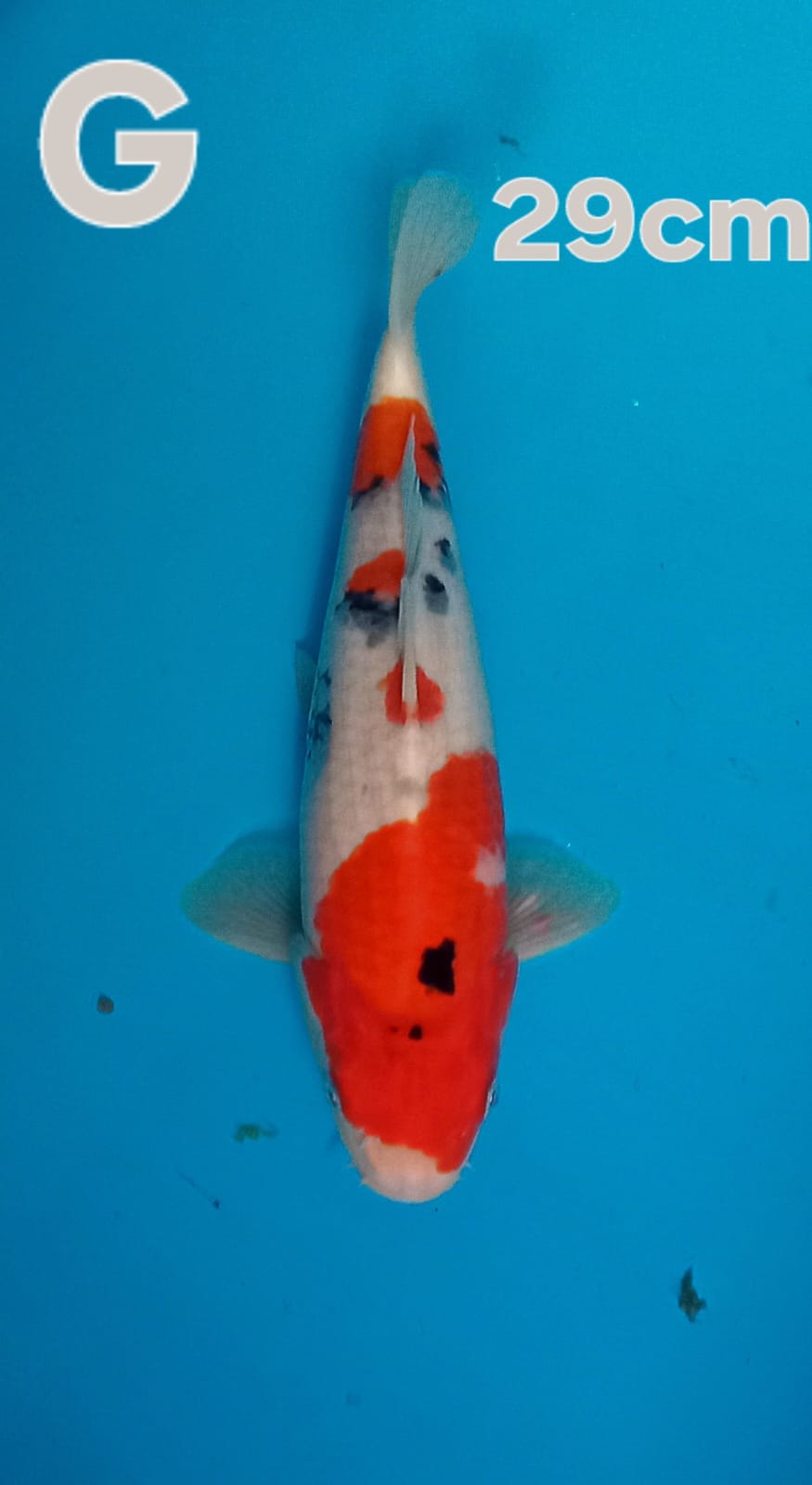 SANKE BLBUGEN 29cm