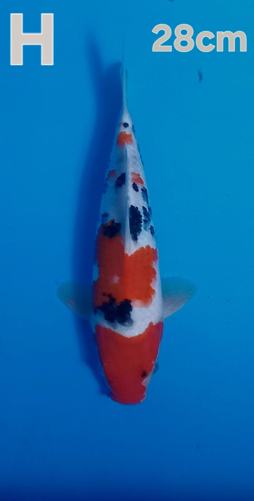 SANKE BLBUGEN 28cm