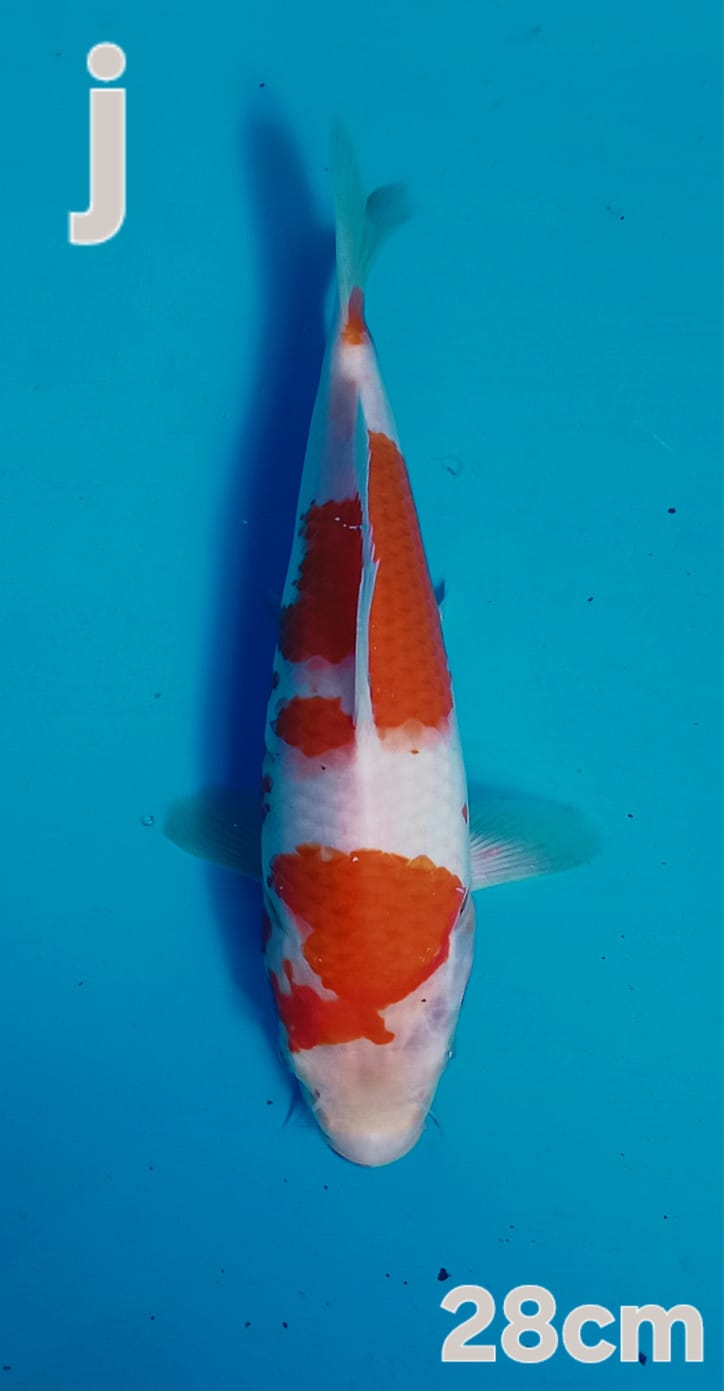 KOHAKU BLBUGEN 28cm
