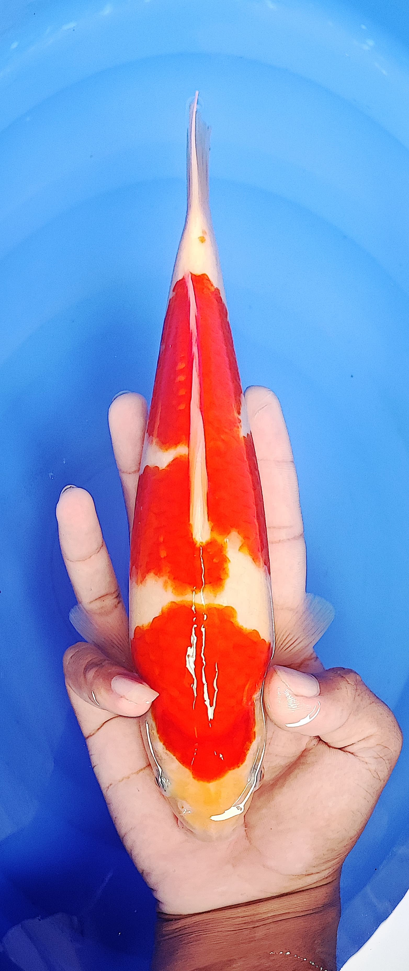 KOHAKU GOOD QUALITY 26cm