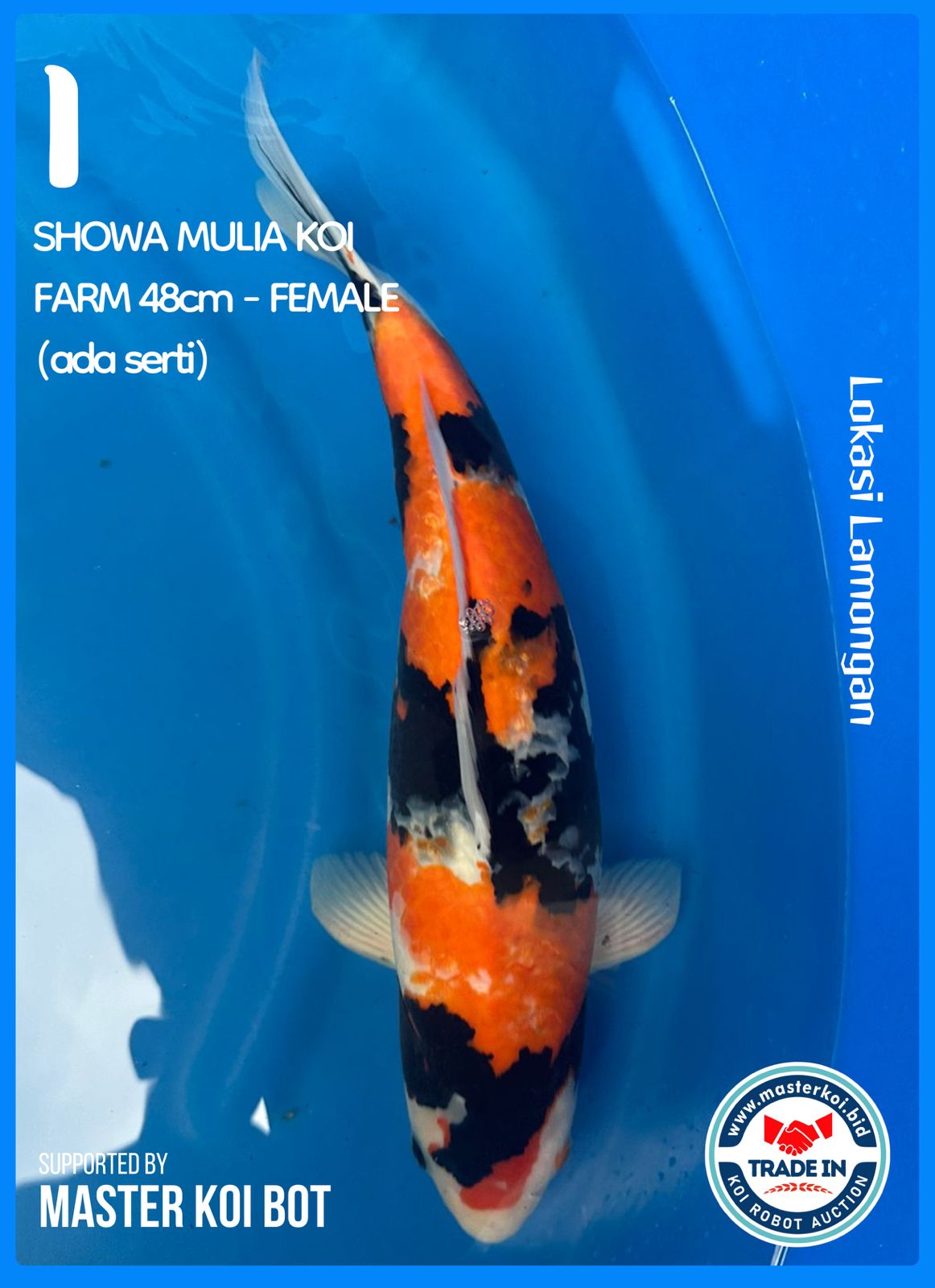 SHOWA MULIA KOI FARM 48cm