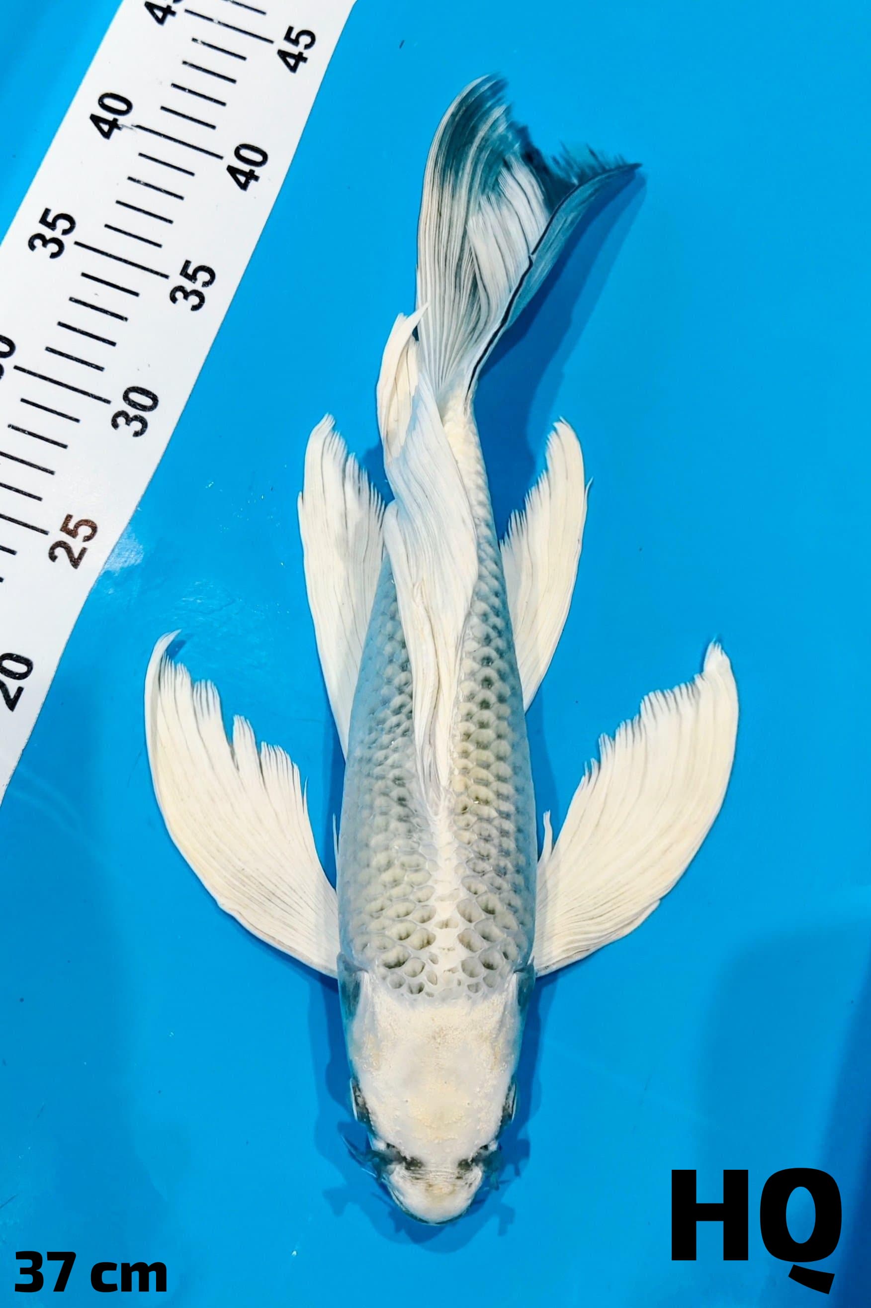 KUMPAY MUKASI HQ 37cm