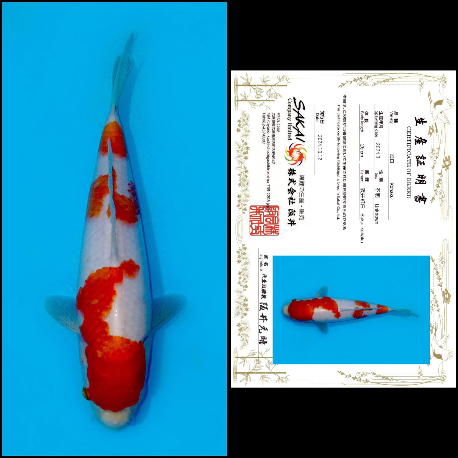 KOHAKU IMPORT SAKAI CACAT DIKIT BAGIAN MULUT UNCHEK 26cm