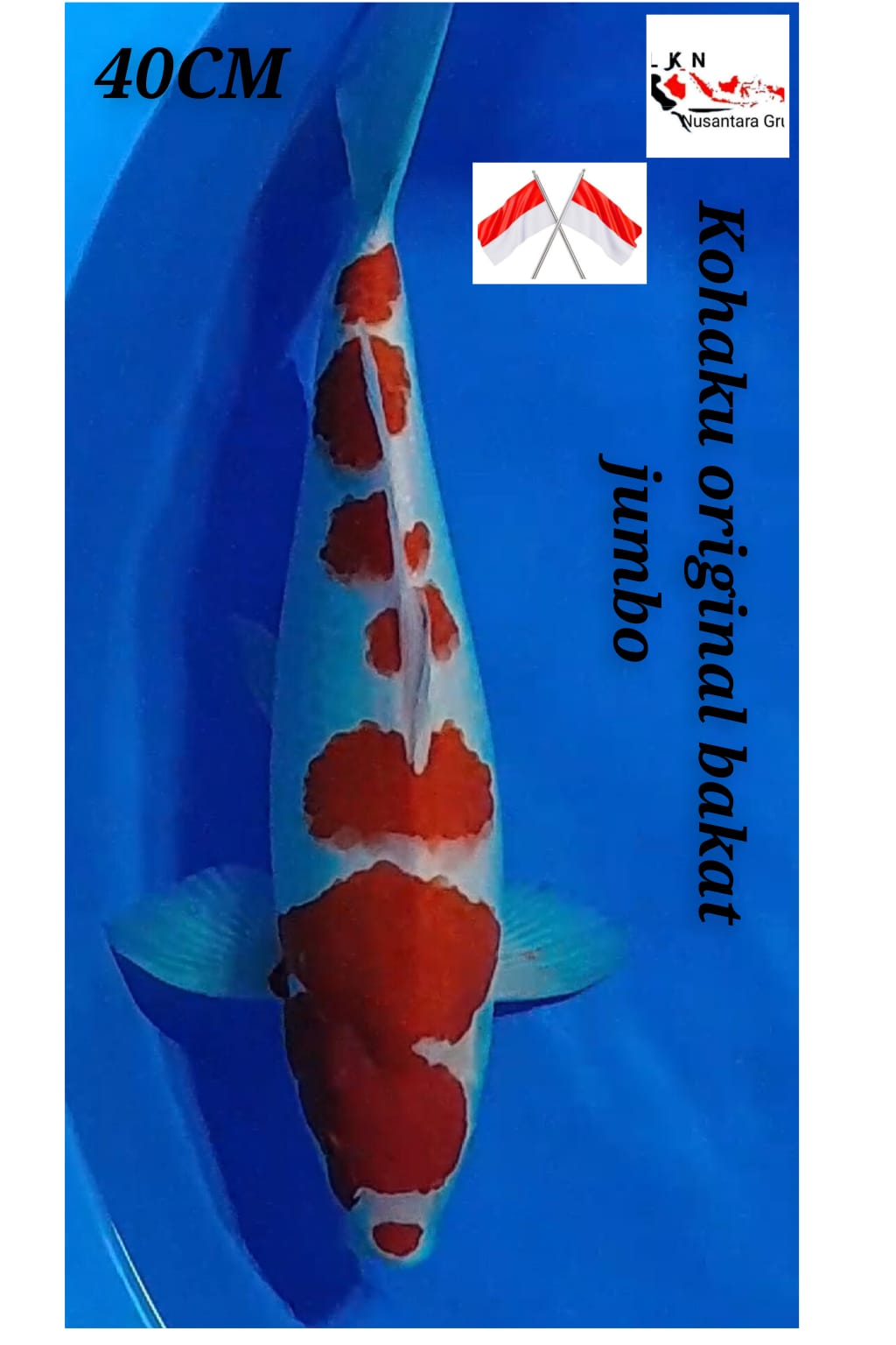SUPER KOHAKU ORIGINAL PATREN PEJANTAN TANGGUH ISTIMEWA IKAN SUPER MEWAH JOSS LOKASI IKAN DI NGANJUK 40cm