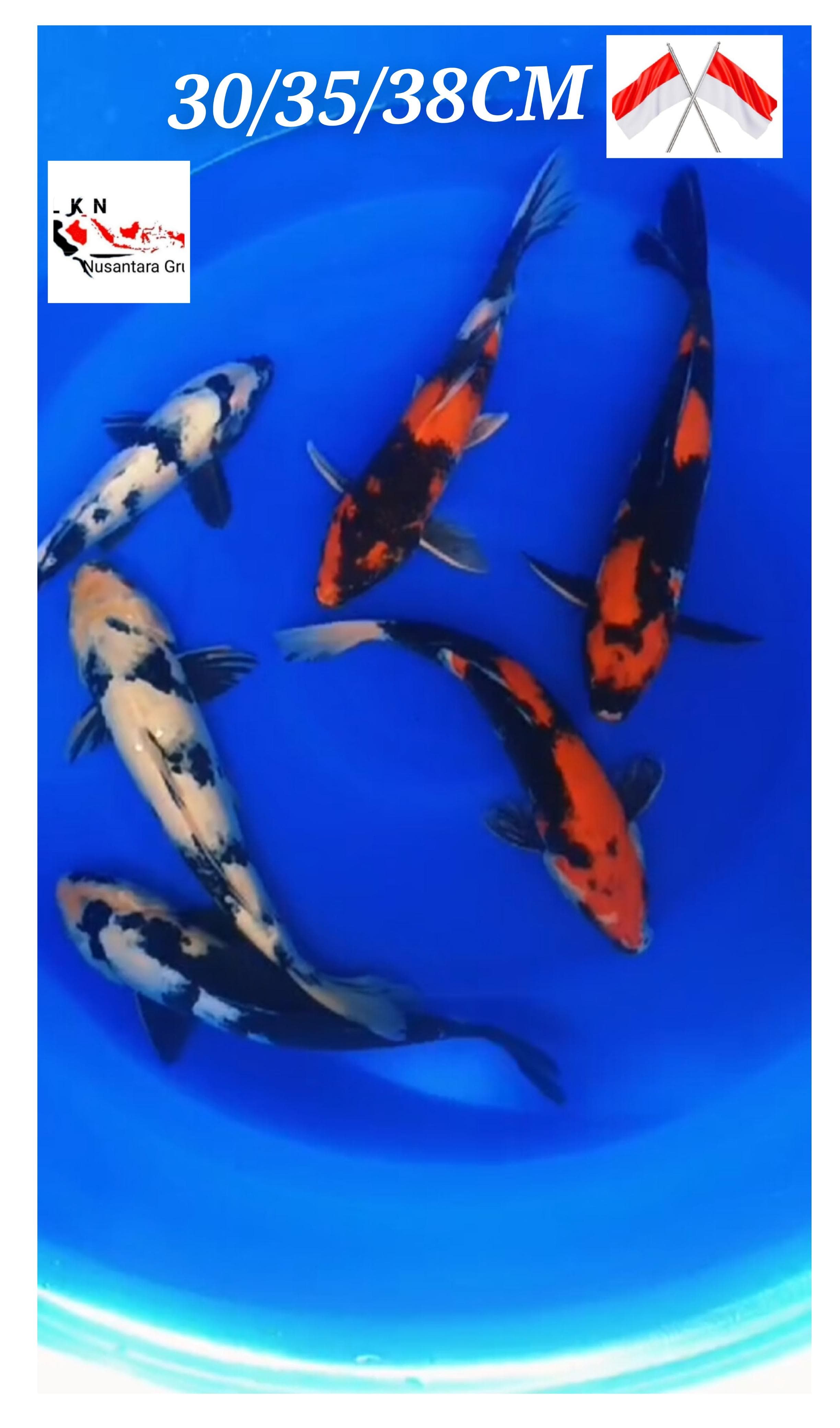 SUPER PAKET 6 EKOR SHOWA SHIRO CALON CALON BAKAT JUMBO ISTIMEWA LOKASI IKAN DI BOJONEGORO JAWA TIMUR 303538cm