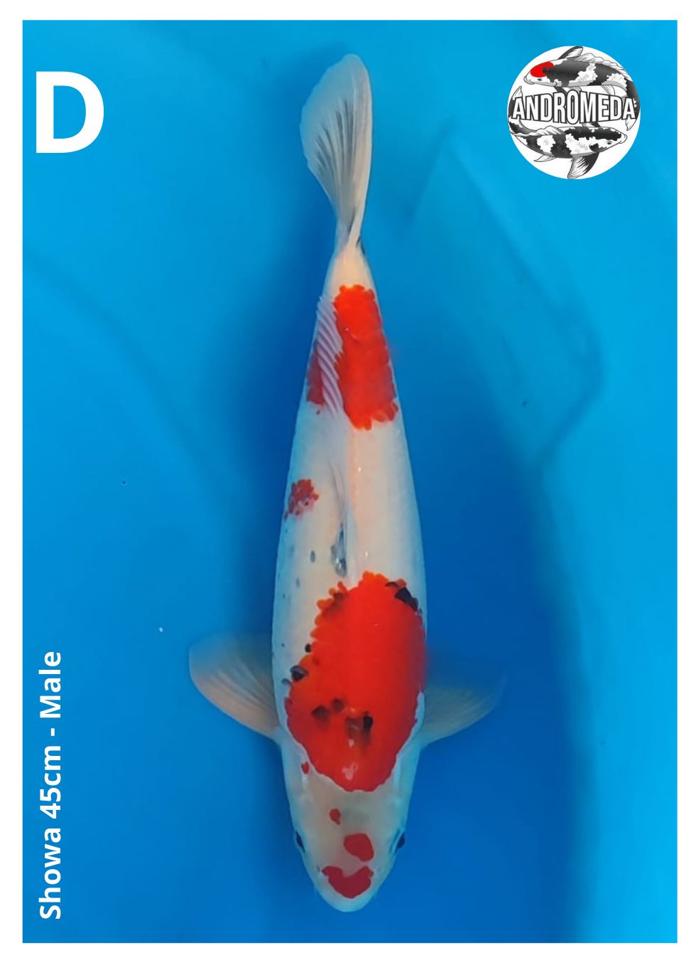 SHOWA 45cm