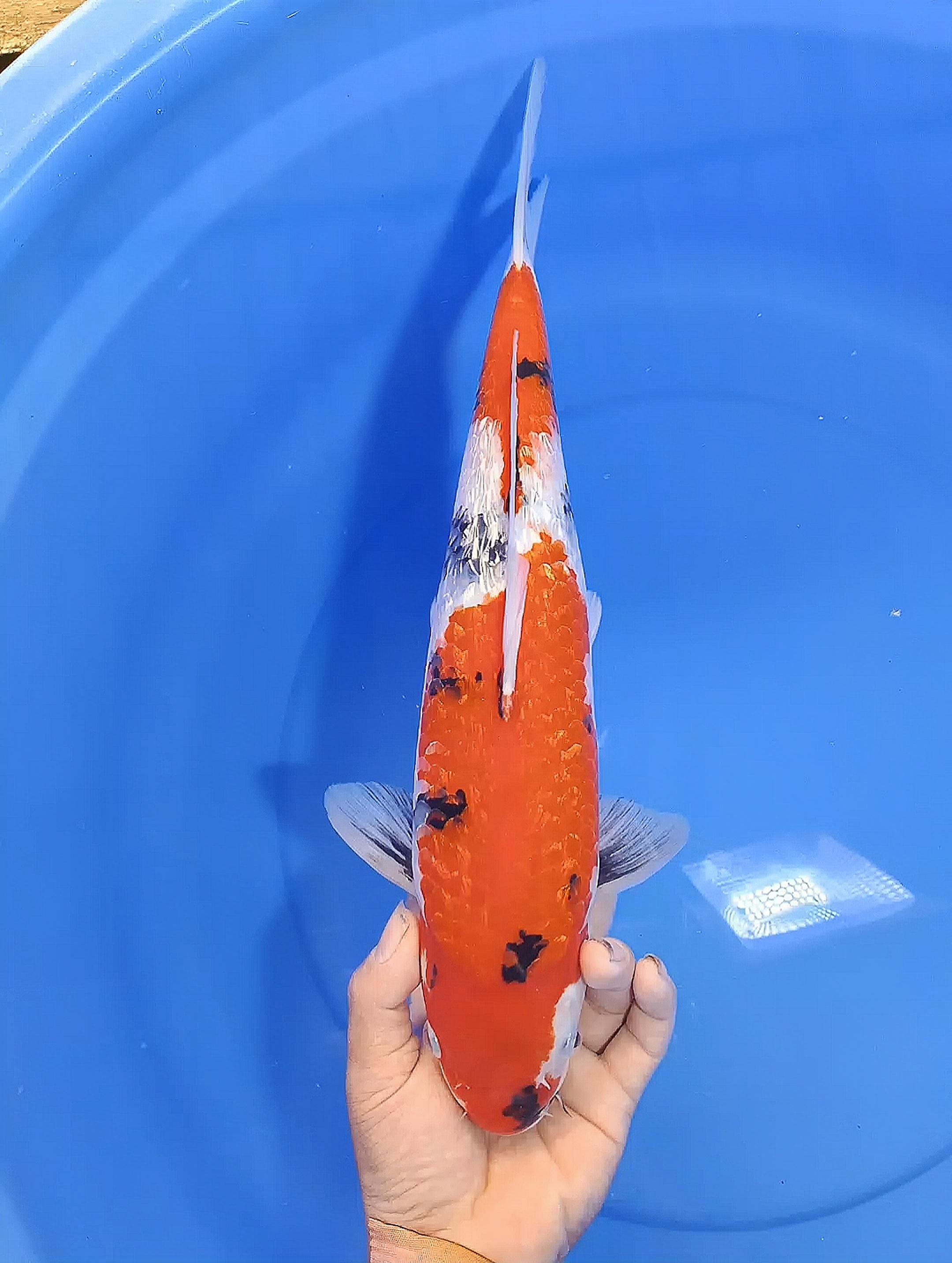 SHOWA GINRIN 40cm