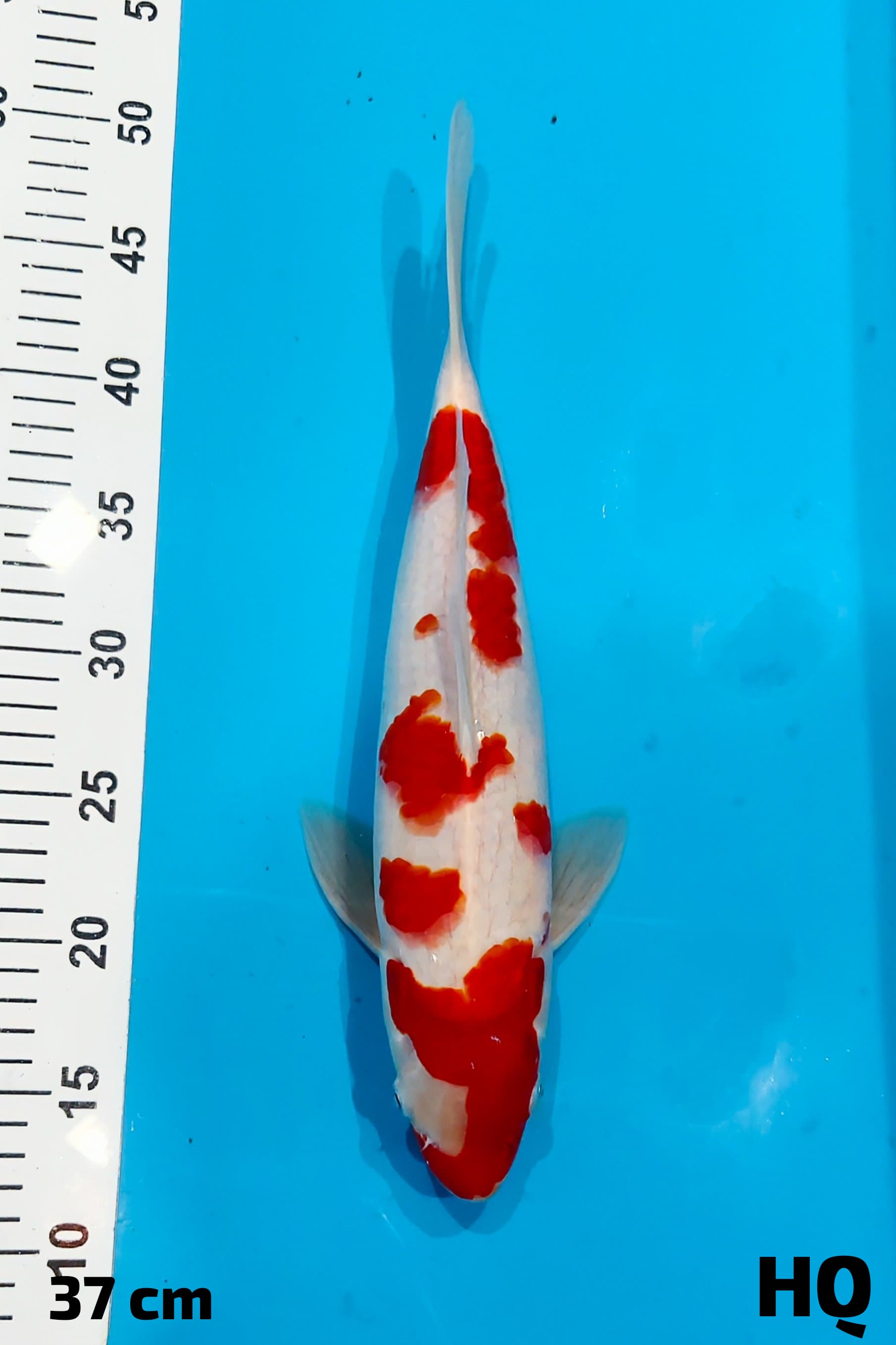 KOHAKU HQ 37cm
