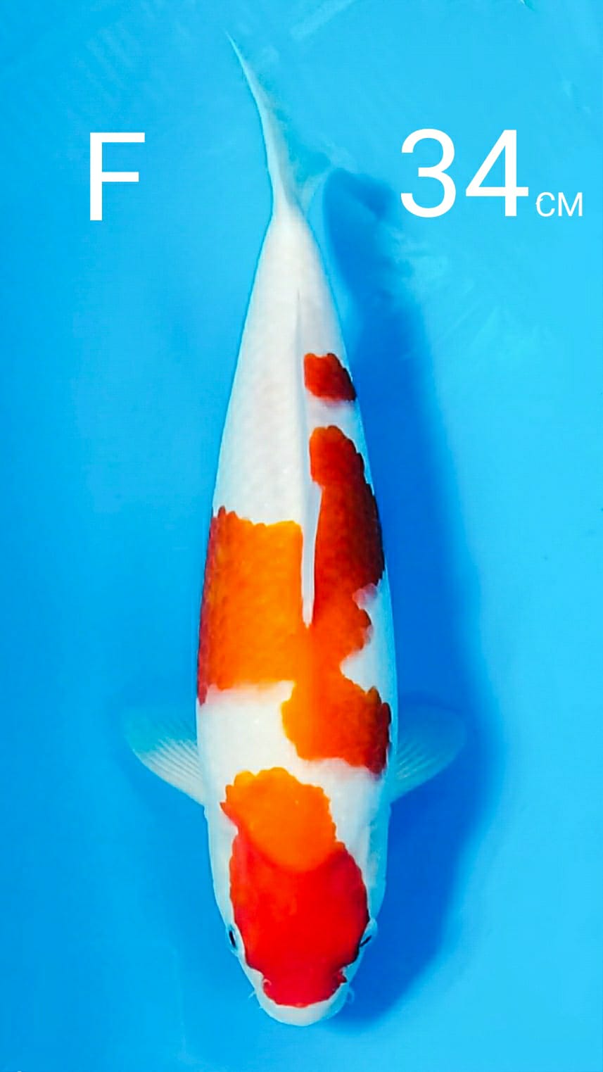 KOHAKU SAKAI X AKF TULANGAN BESAR CALON BADAK 34cm