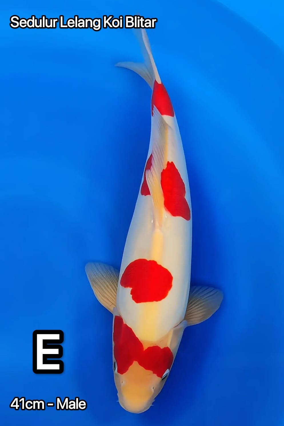 KOHAKU YONDAN BERTOPENG BATMAN PURE DOITSU 41cm