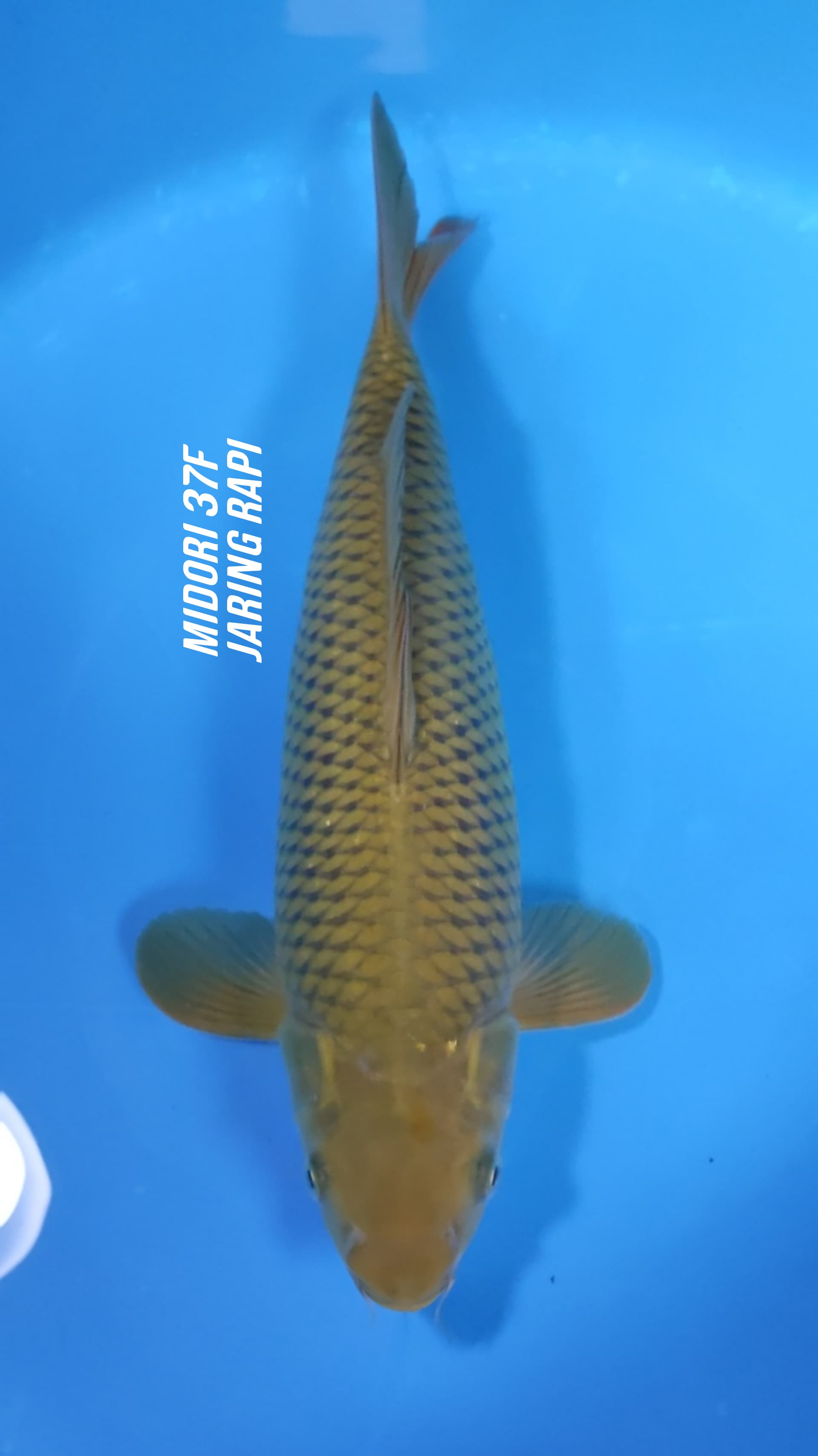 MIDORI HQ JARING RAPI CALON JUMBO DAN MUNUK 37cm