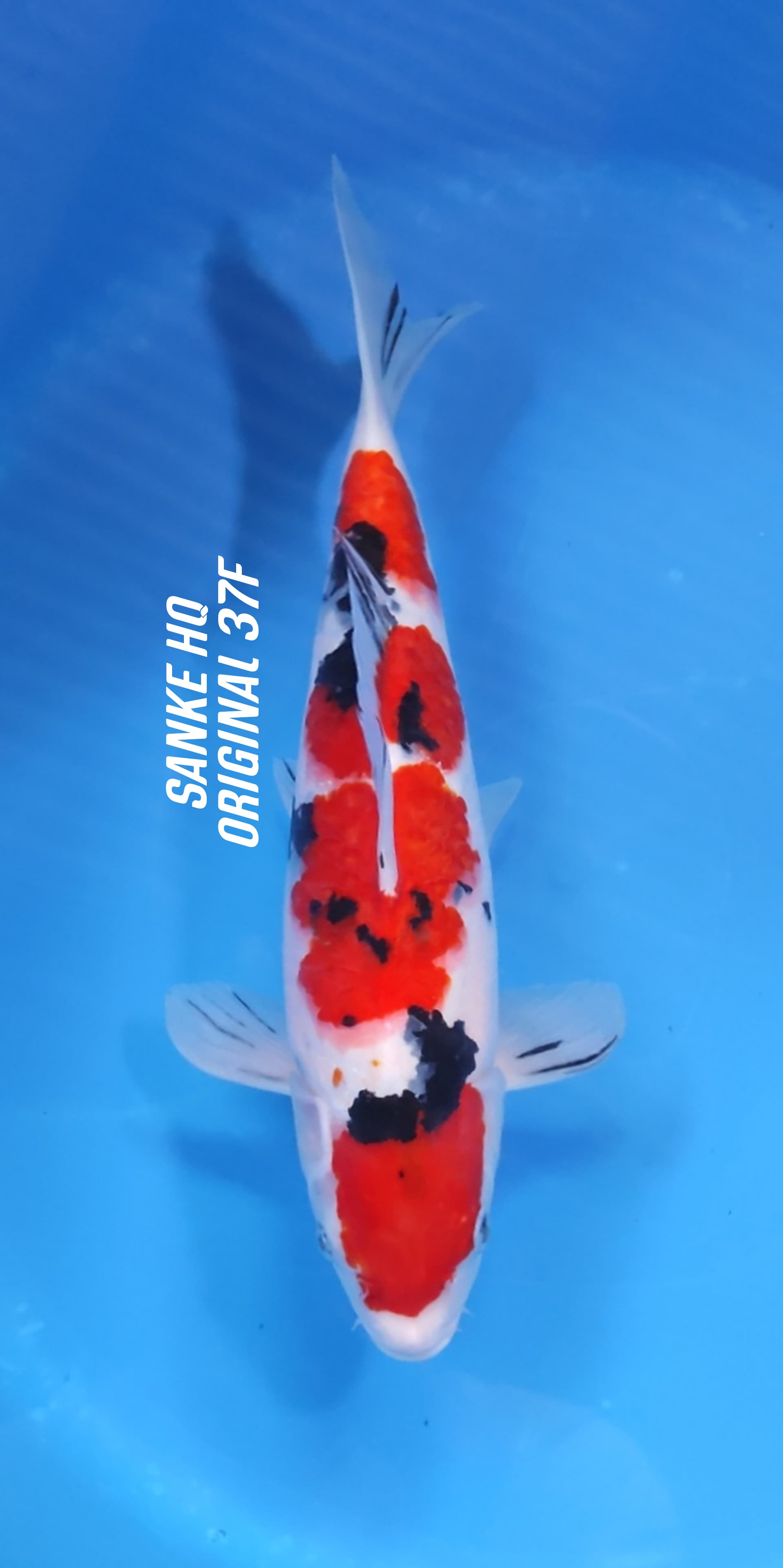 SANKE HQ ORIGINAL RED STRONG 37cm