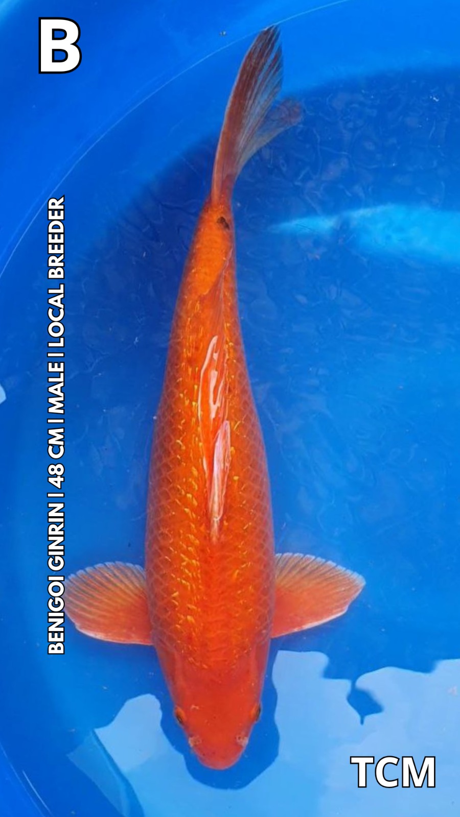 BENIGOI GINRIN 48cm
