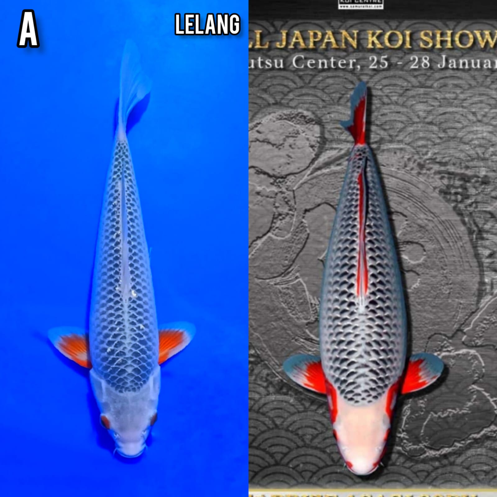 ASAGI BTK F1 OYA MALE READY FOR SHOW IJKS 35cm