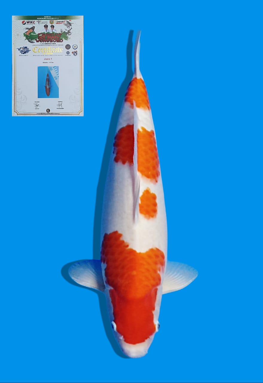 KOHAKU JUARA 1 45cm