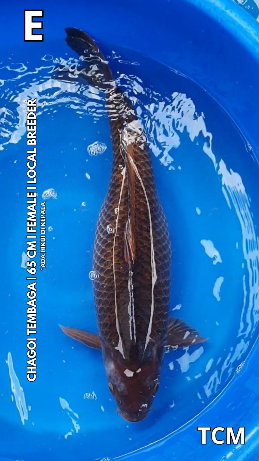 CHAGOI TEMBAGA 65cm