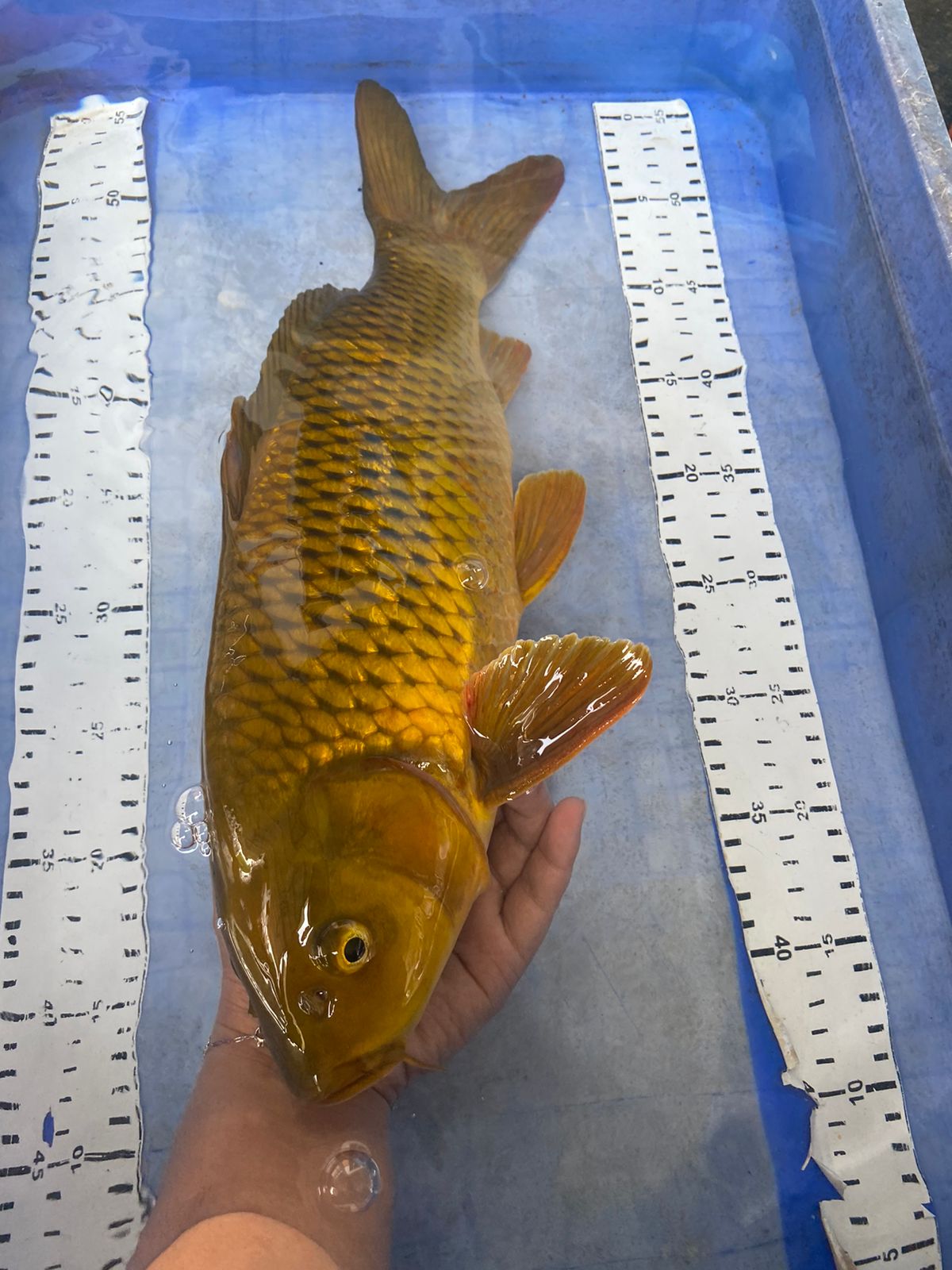 MIDORI PUNUK 44cm