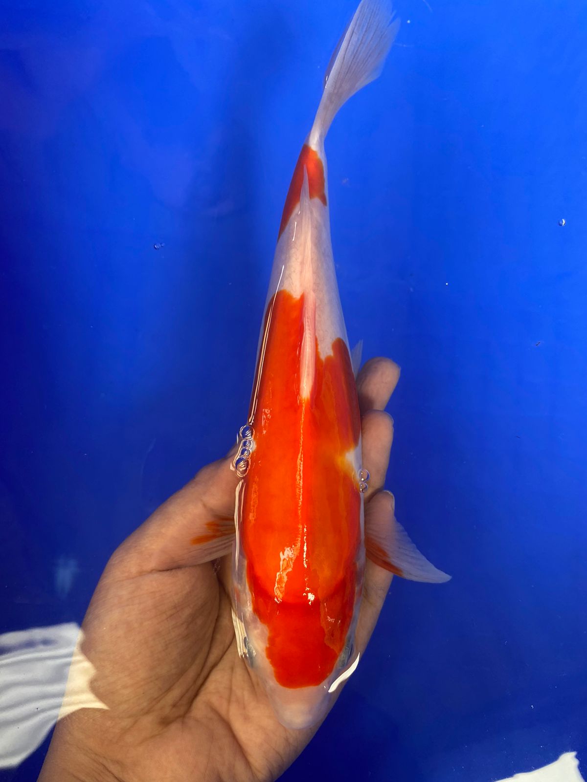 KOHAKU DOITSU24cm