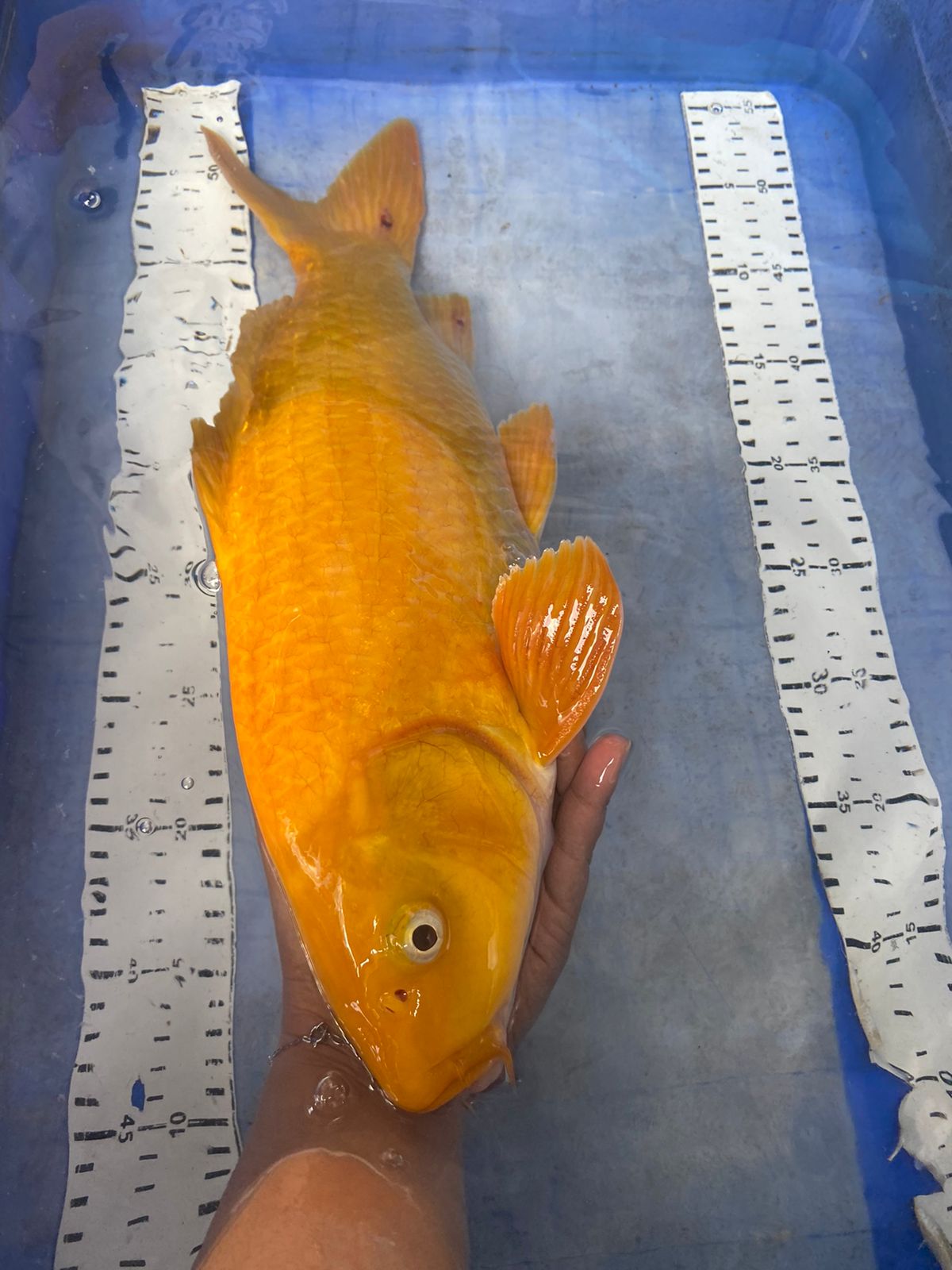 KARASHI PUNUK 45cm