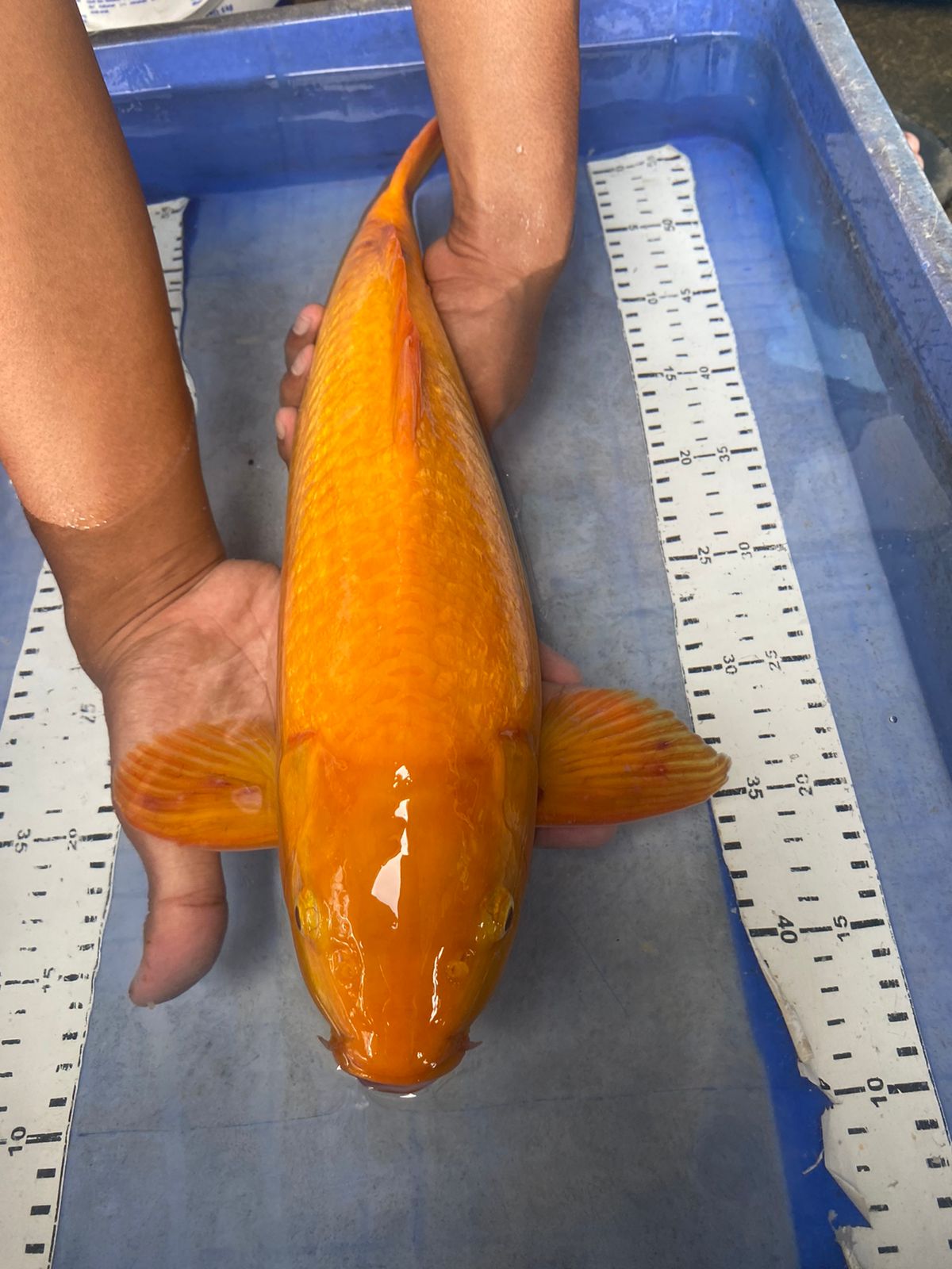 KARASHI PUNUK 44cm